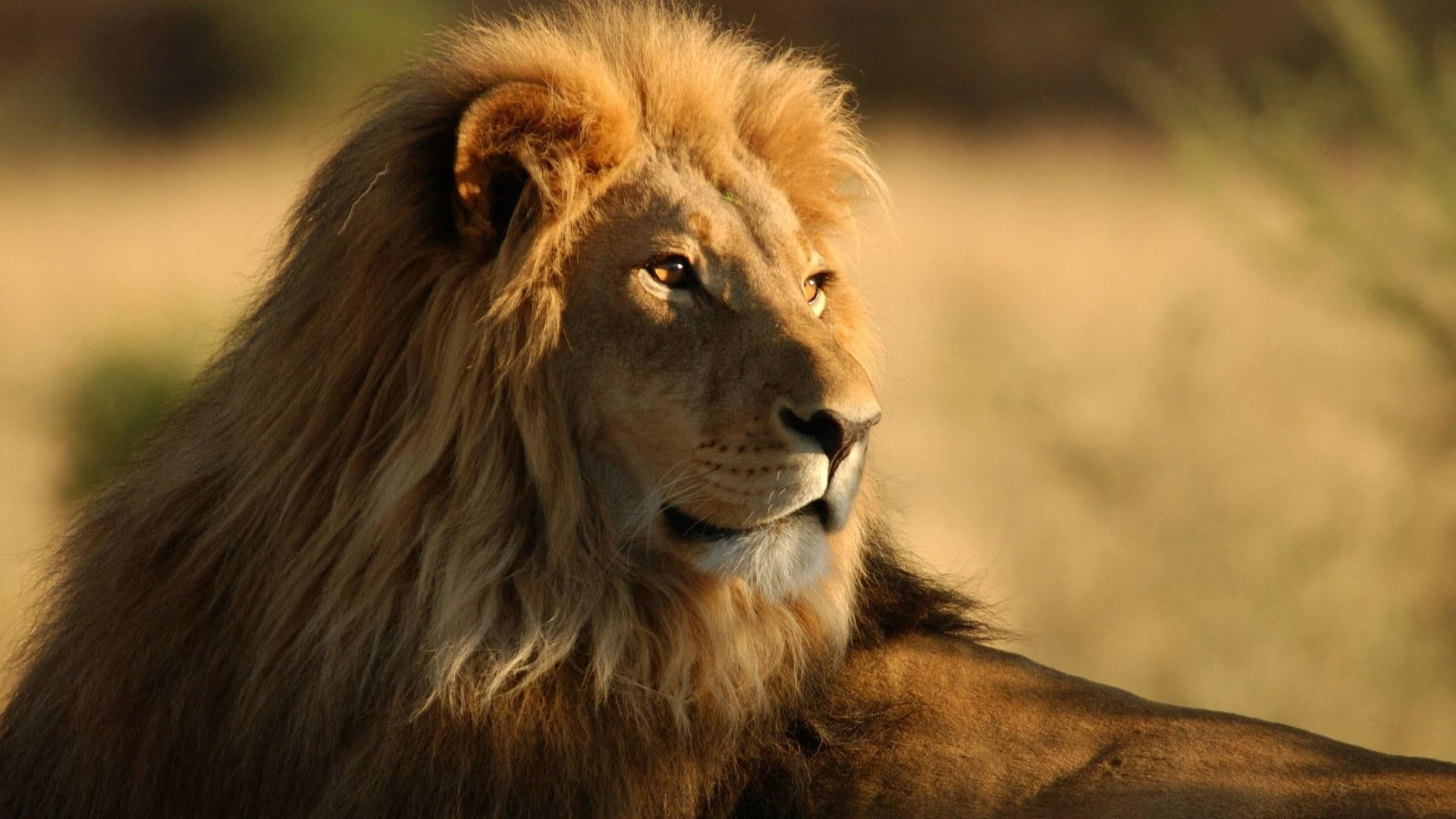 lion animal, mane, look, king of beasts, predator, lion - Feline
