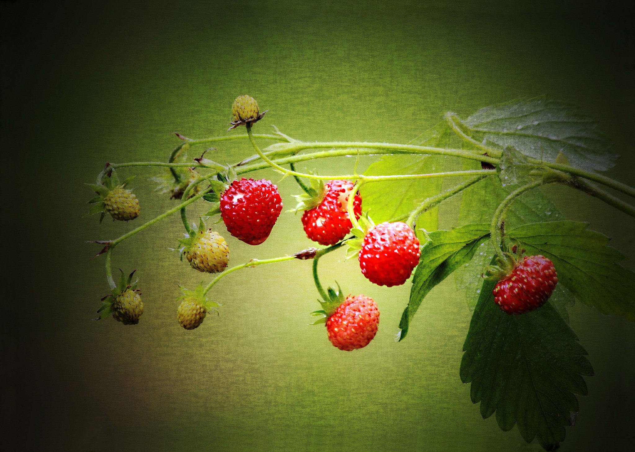 raspberry