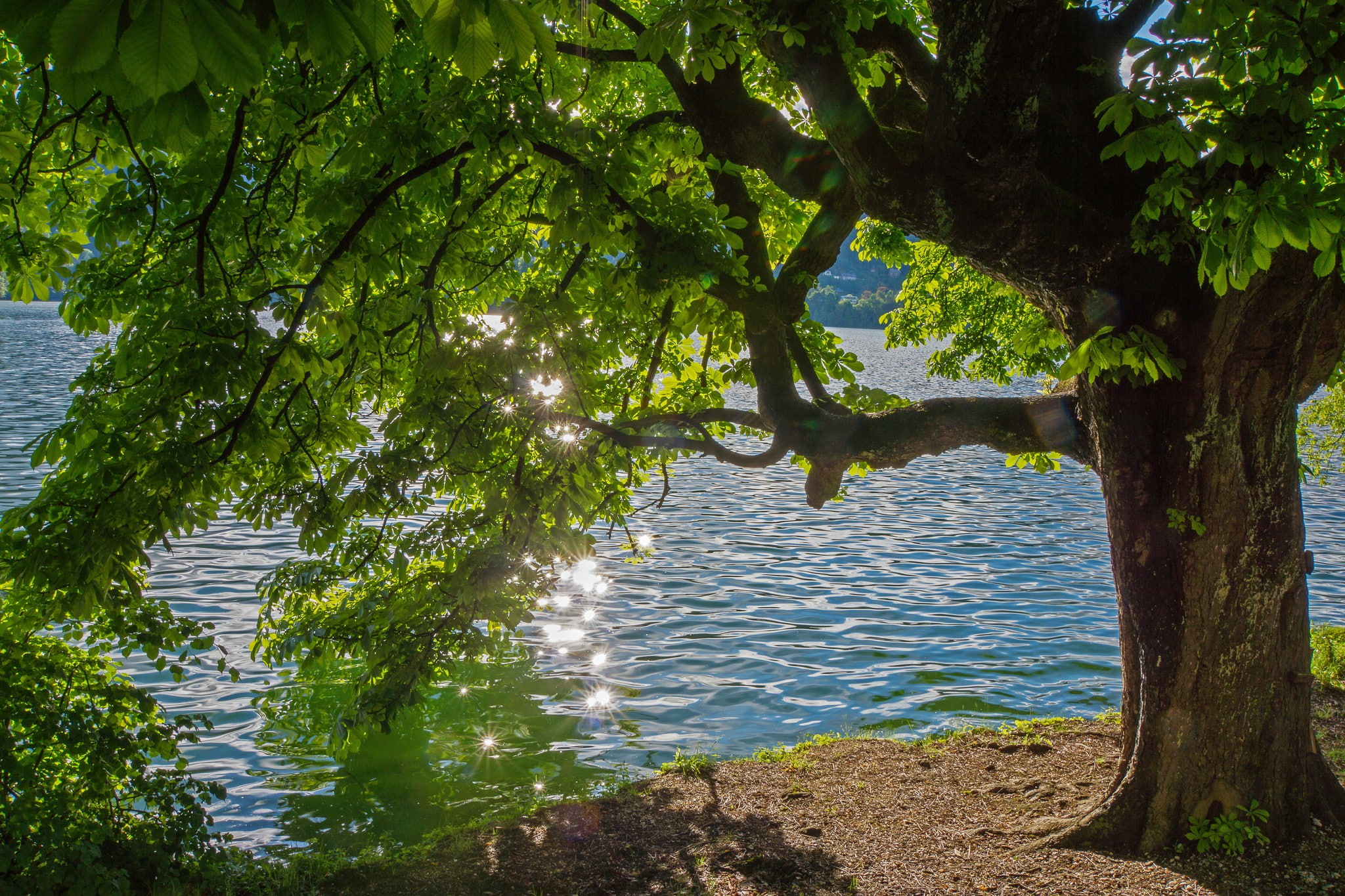 Tree, river, reflections, summer