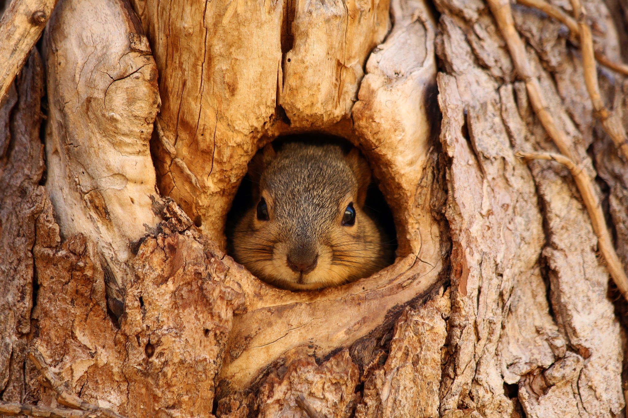 muzzle, squirrel, tree, view
