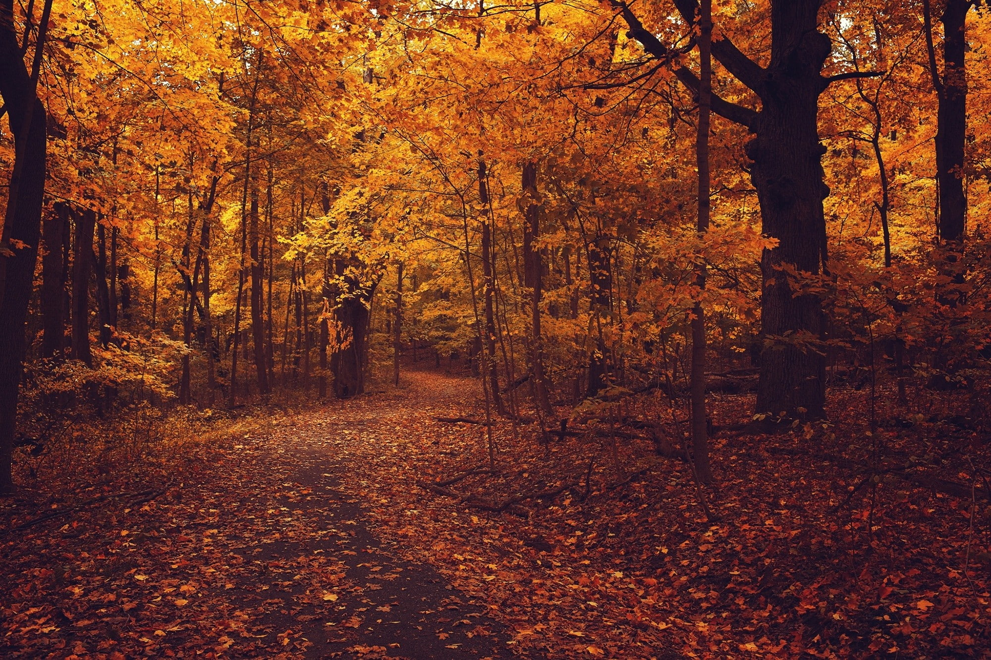 Fall, forest, Trees
