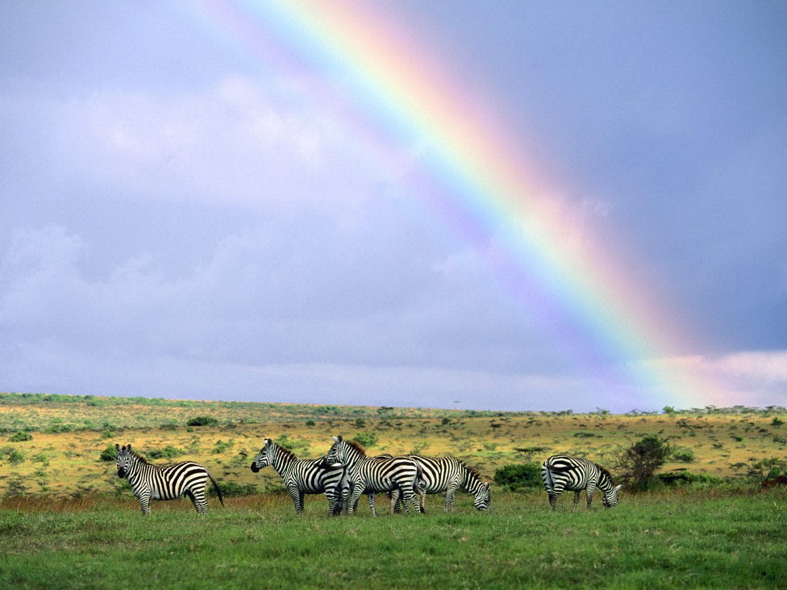 field, rainbows, zebras, Africa, savannah, plains, grass