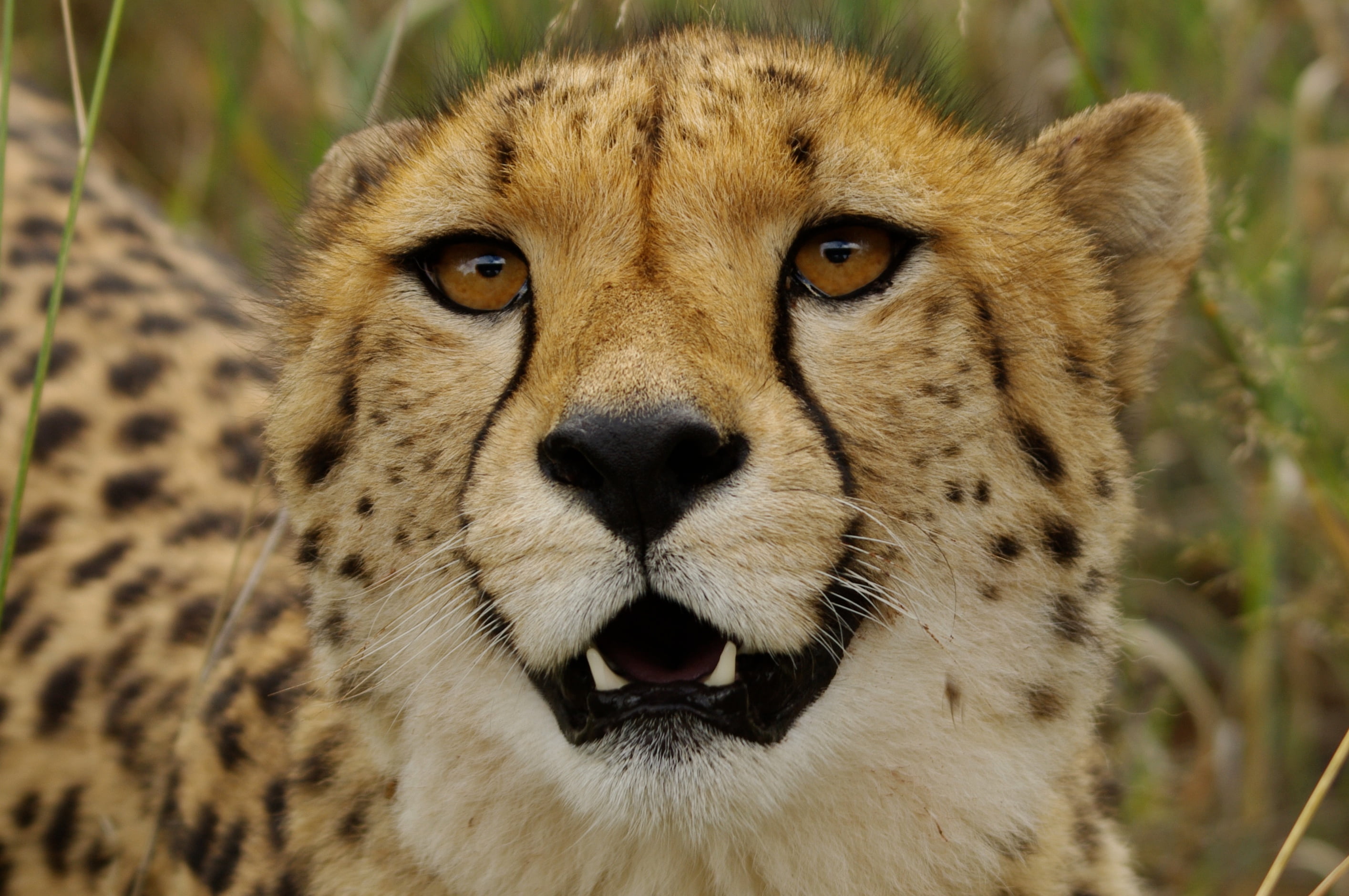 close up photo of leopard, Comment, ne, pas, acinonyx, jubatus