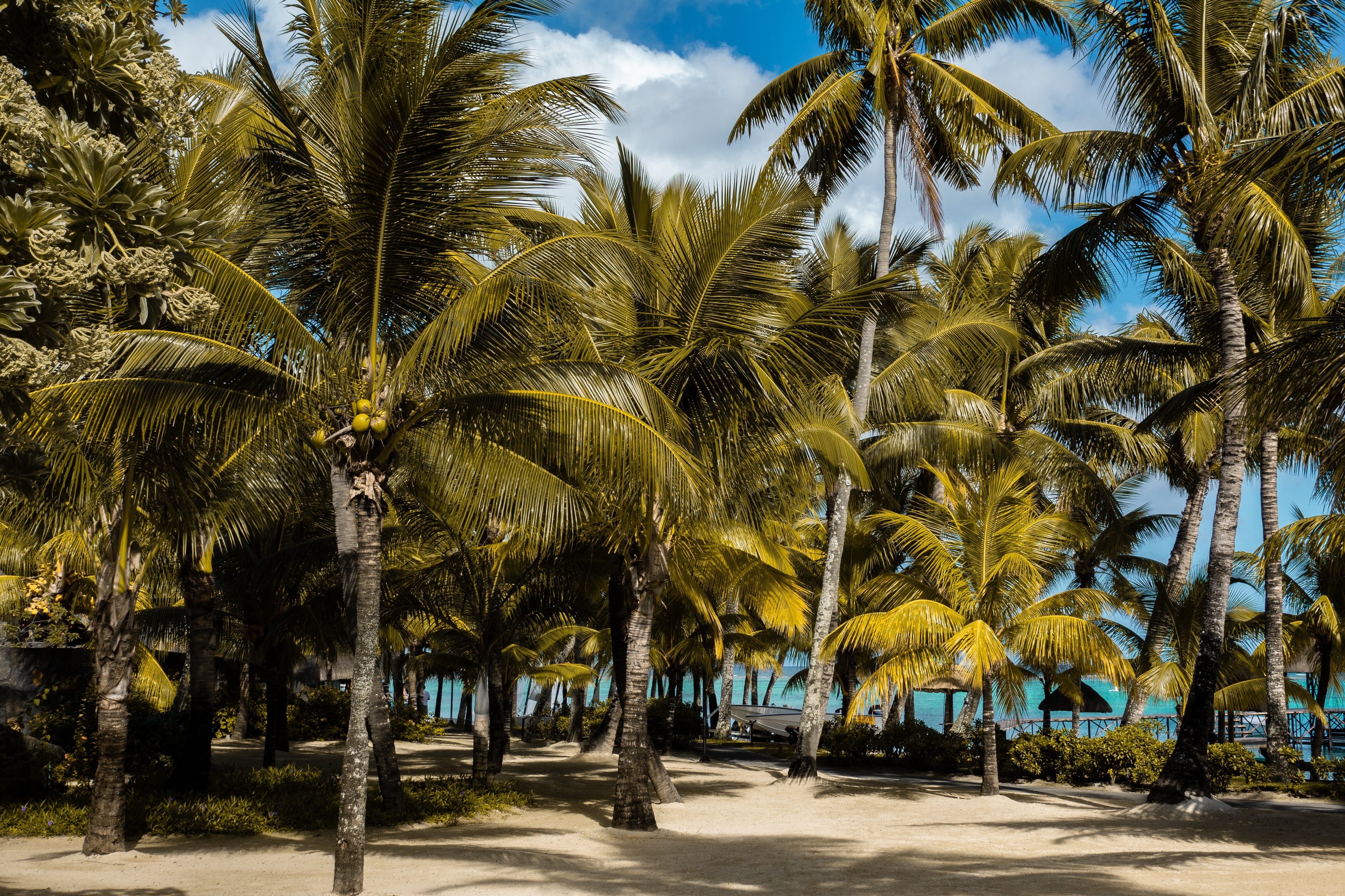 coconut tree, palms, tropics, beach, mauritius, tropical climate
