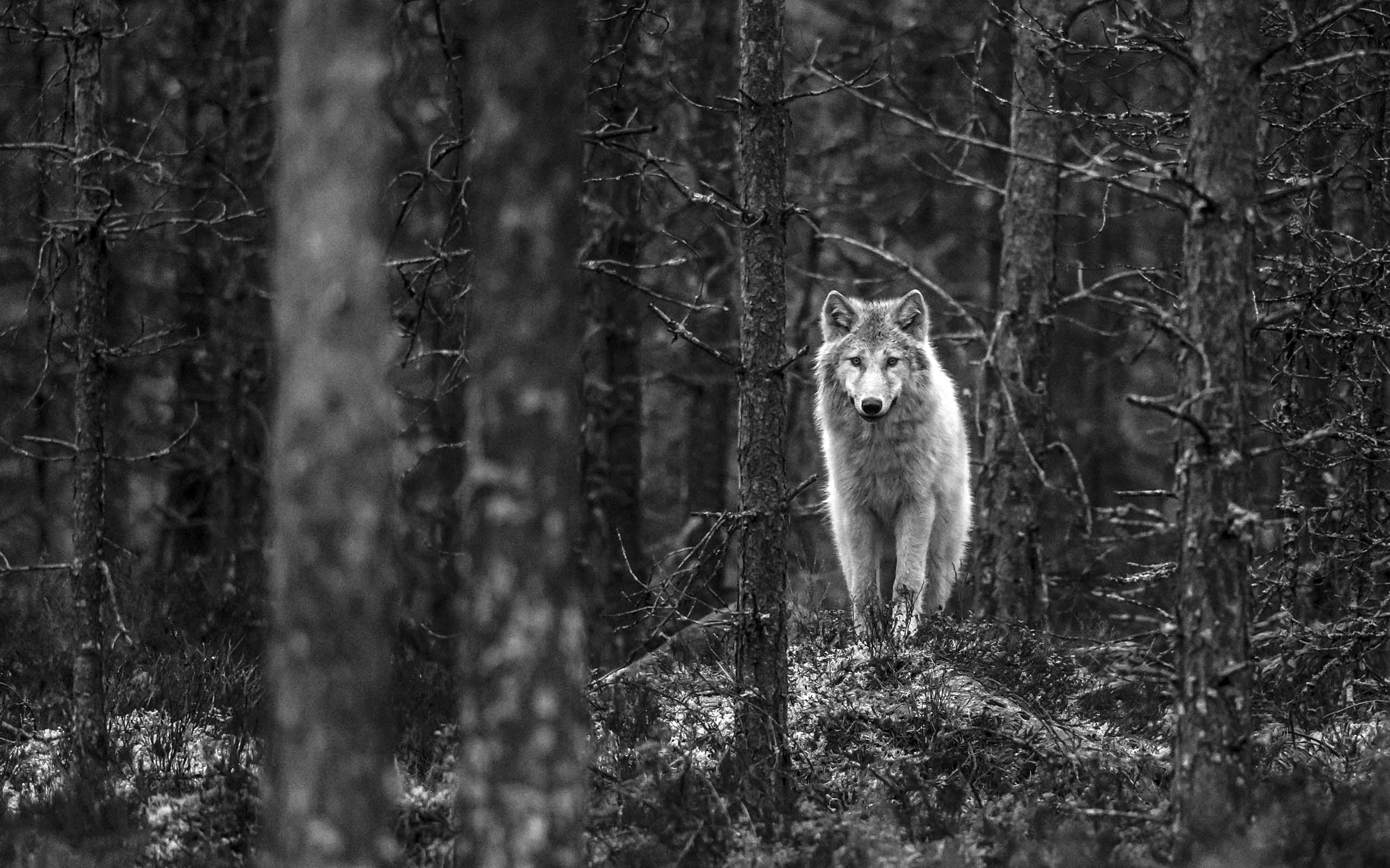 grayscale photo of man and woman, wolf, Finland, monochrome, animal