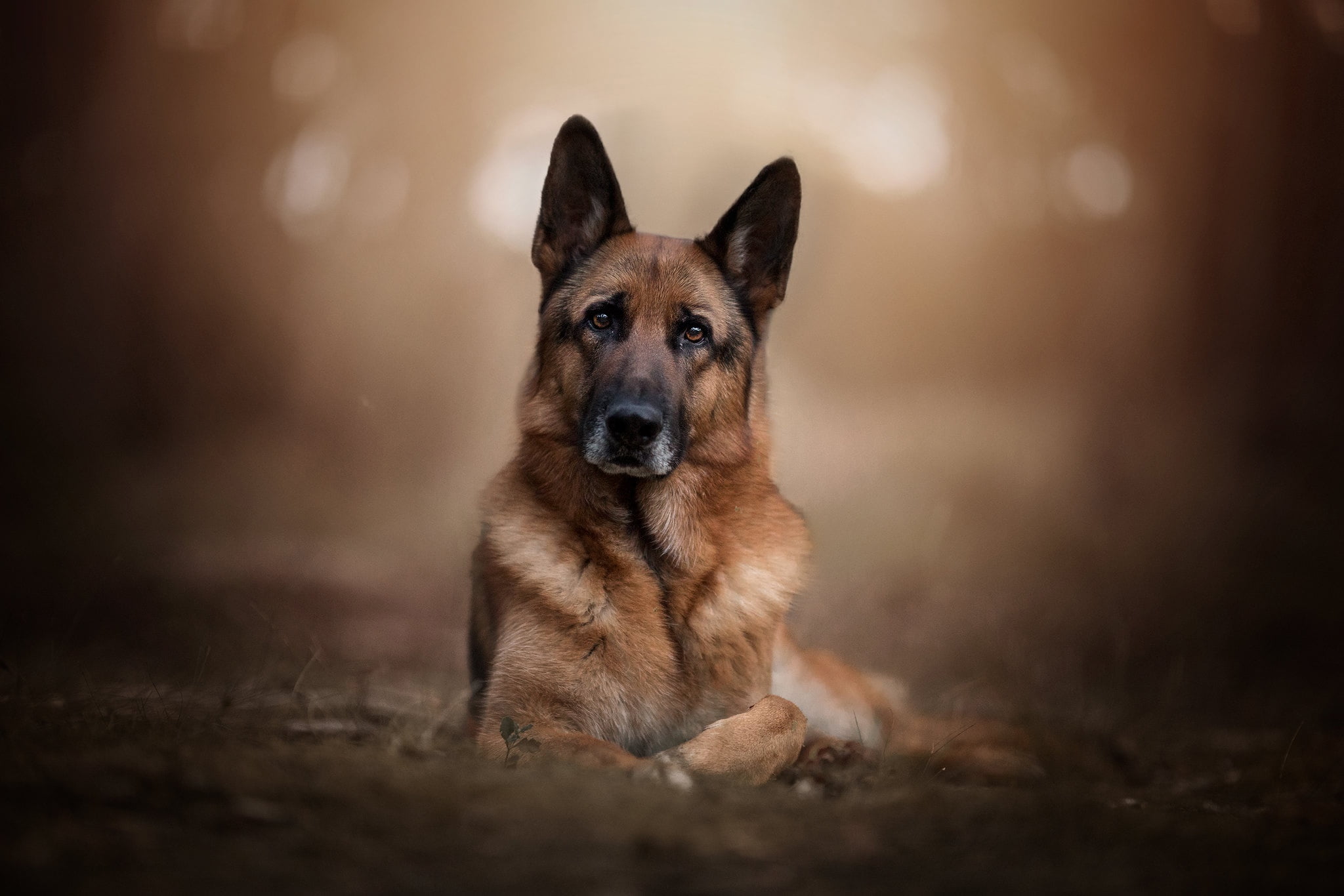 look, face, background, portrait, dog, bokeh, German shepherd