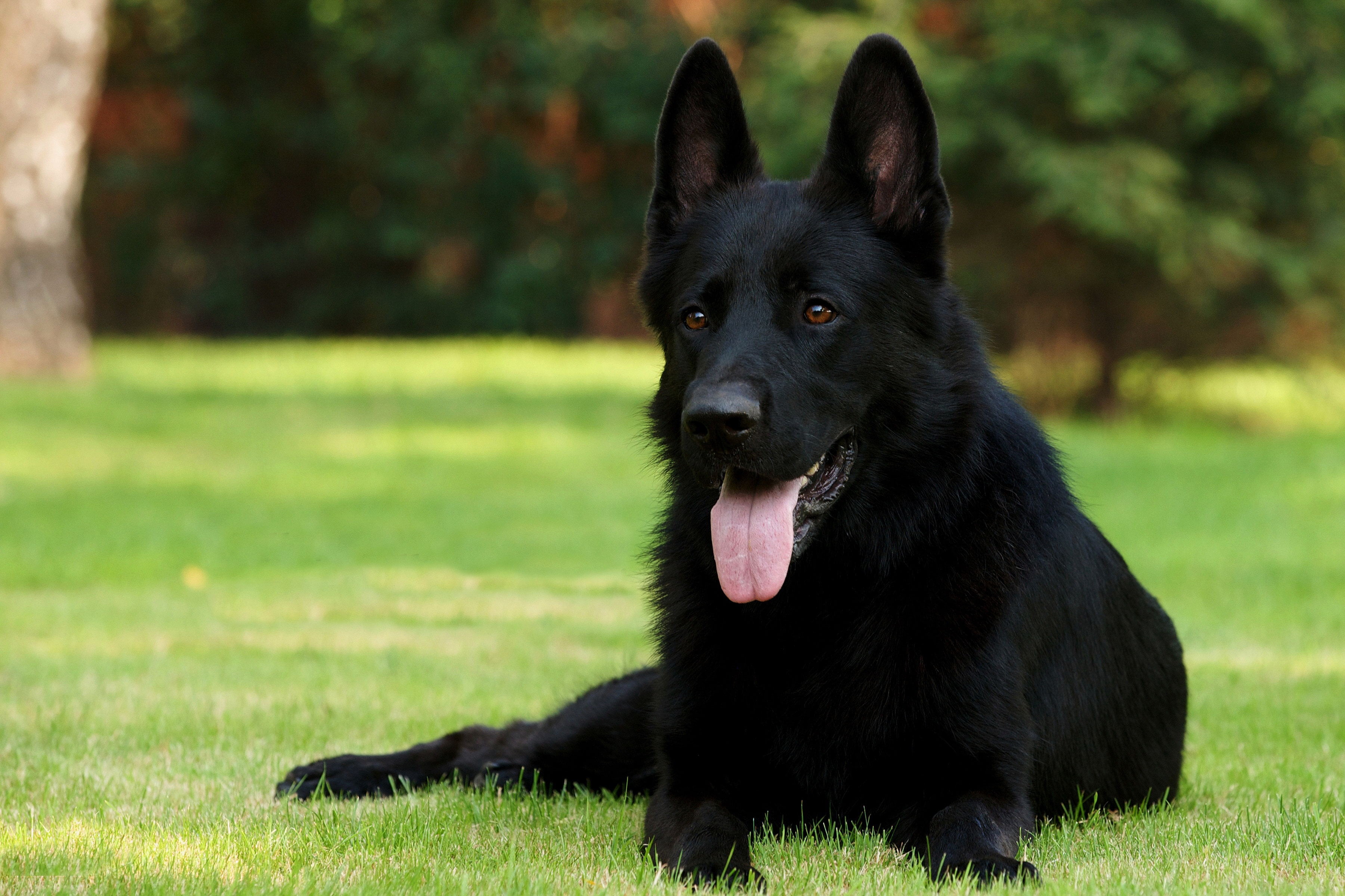 adult black German shepherd, black shepherd, grass, sitting, dog