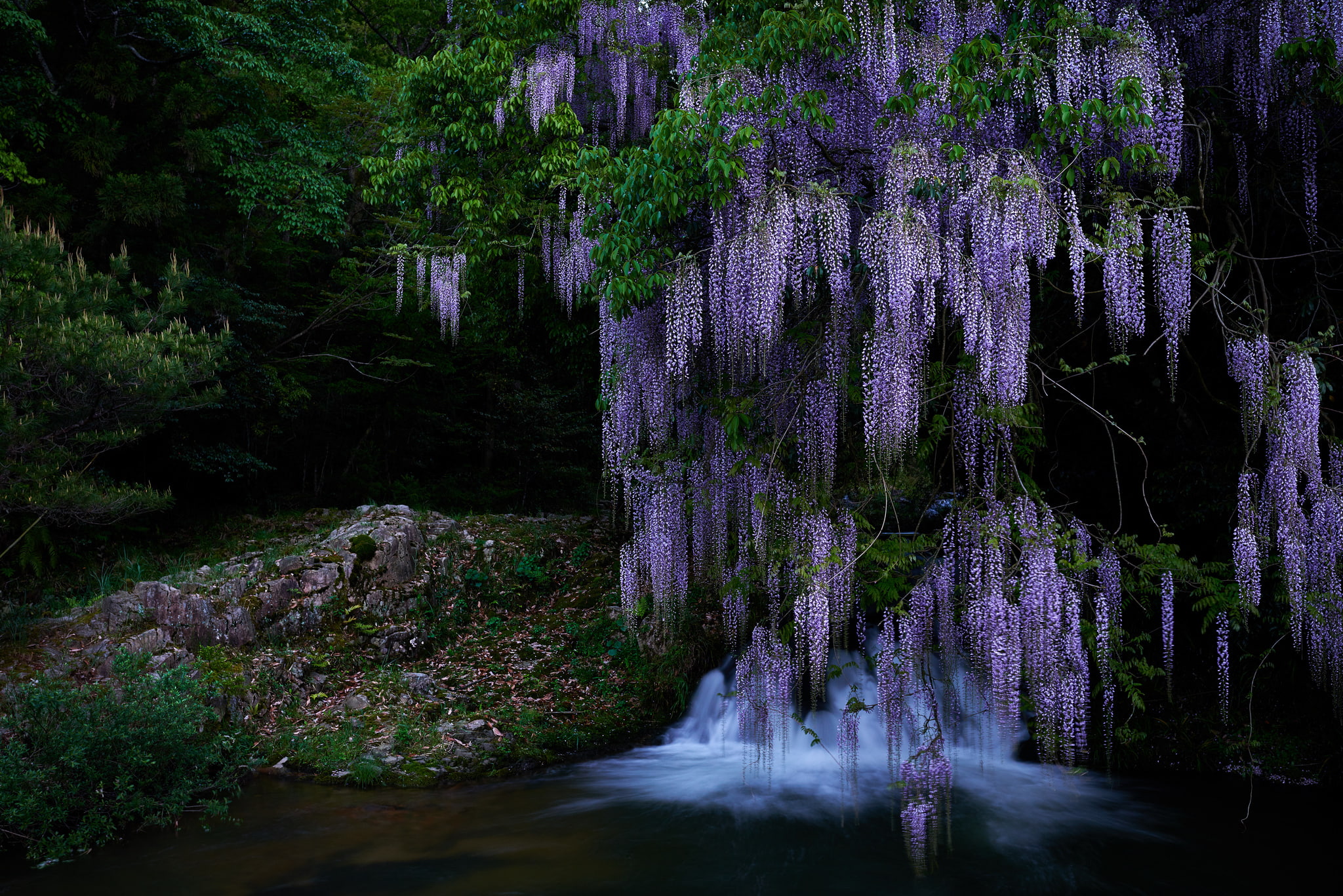purple wisteria tree, forest, nature, stones, pond
