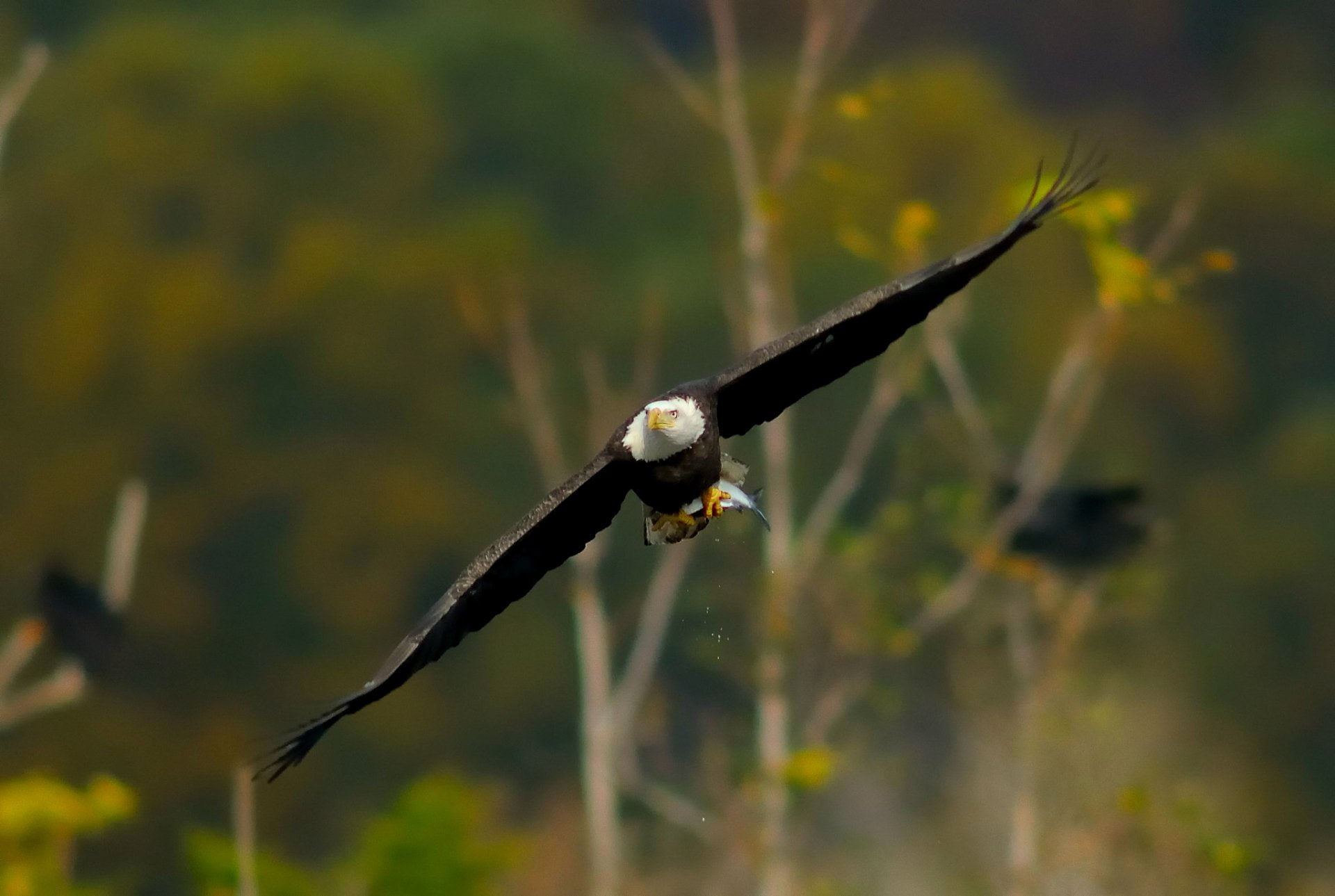 Birds, Eagle