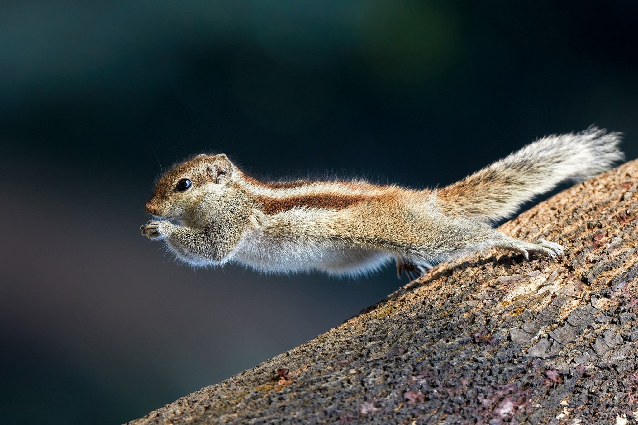 squirrel