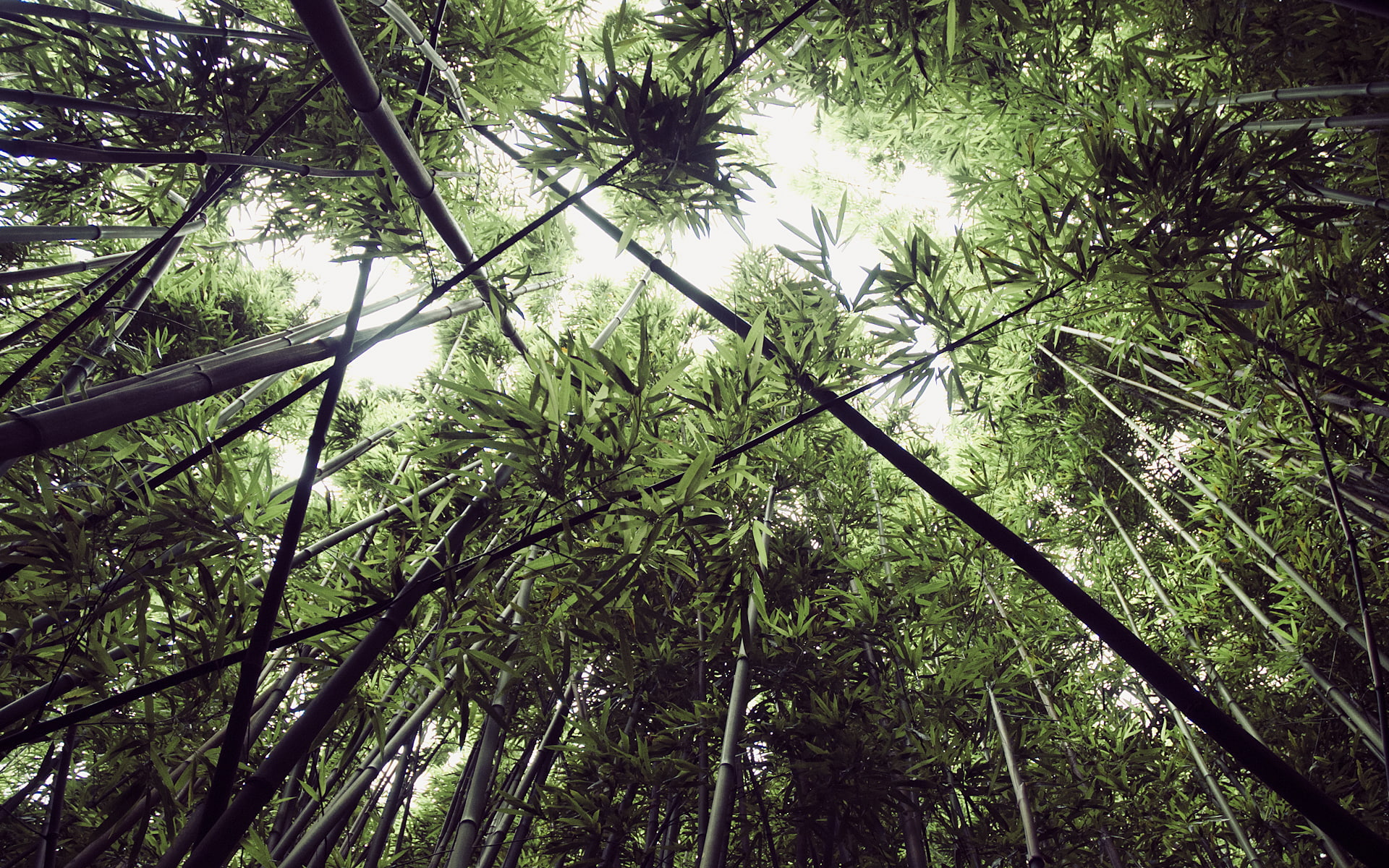 Bamboo Forest, Leaves, Nature
