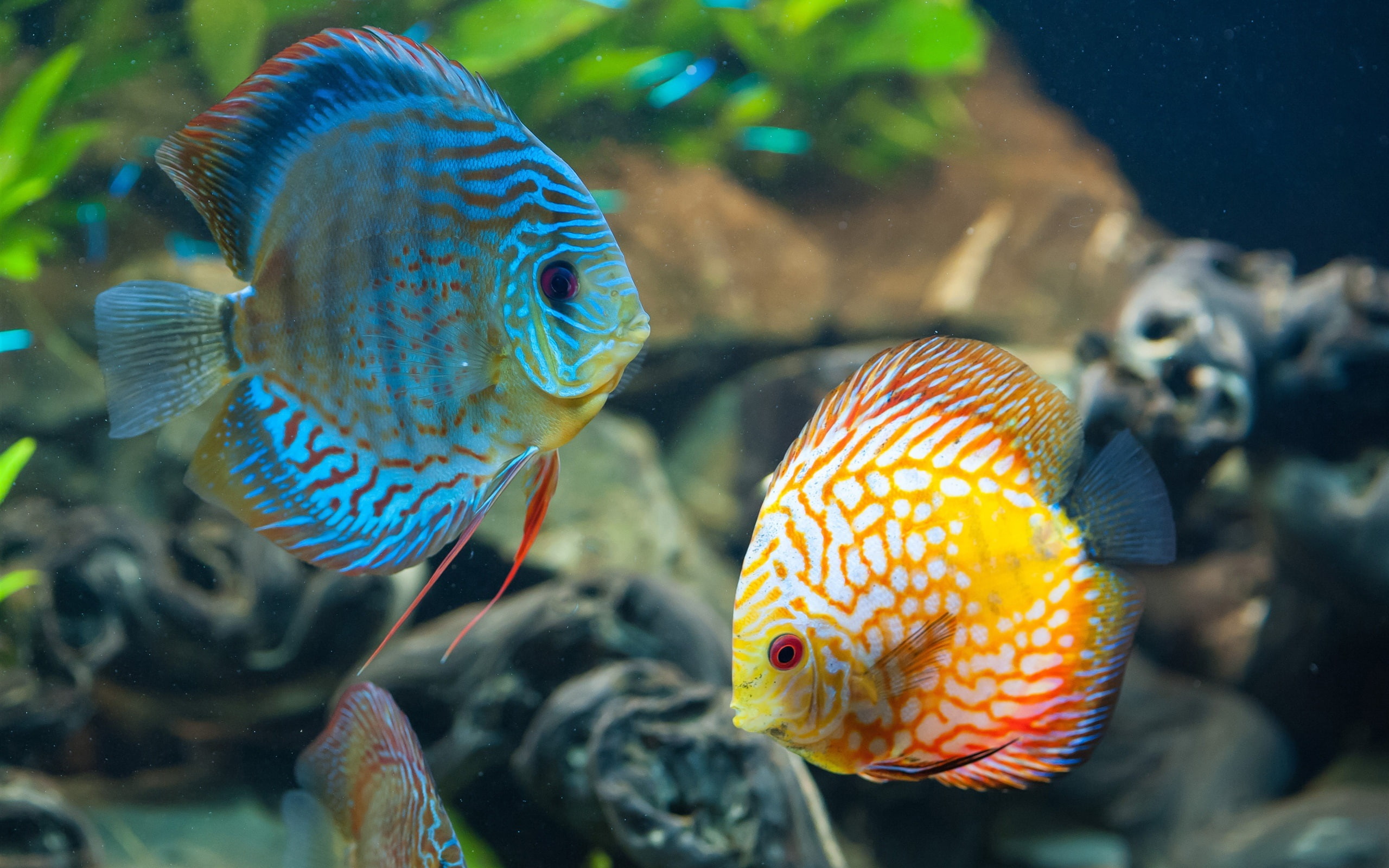 Beautiful fish, underwater, blue and yellow