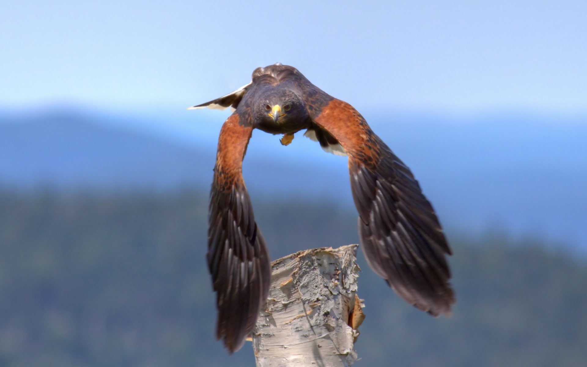Birds, Eagle