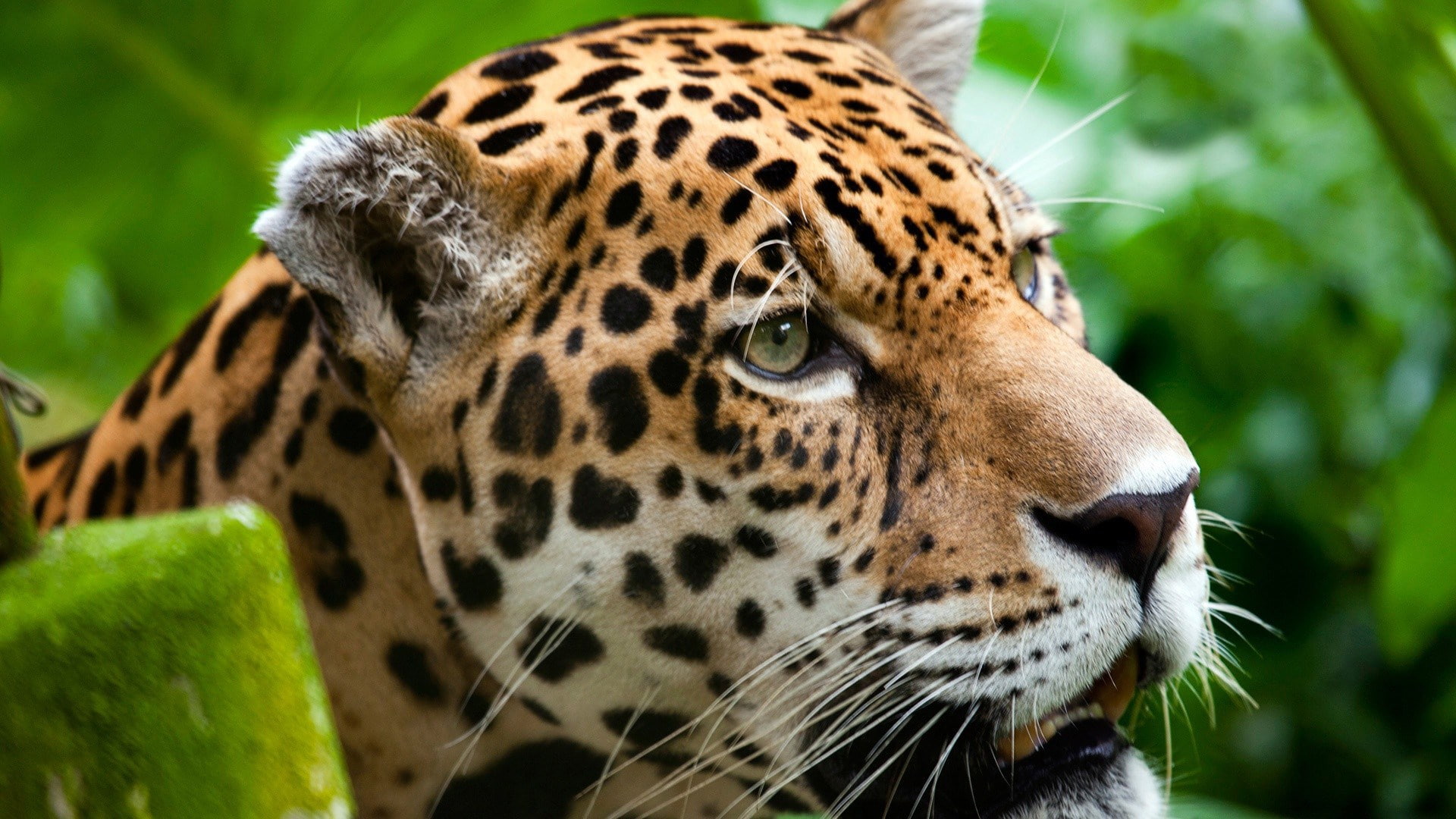 leopard