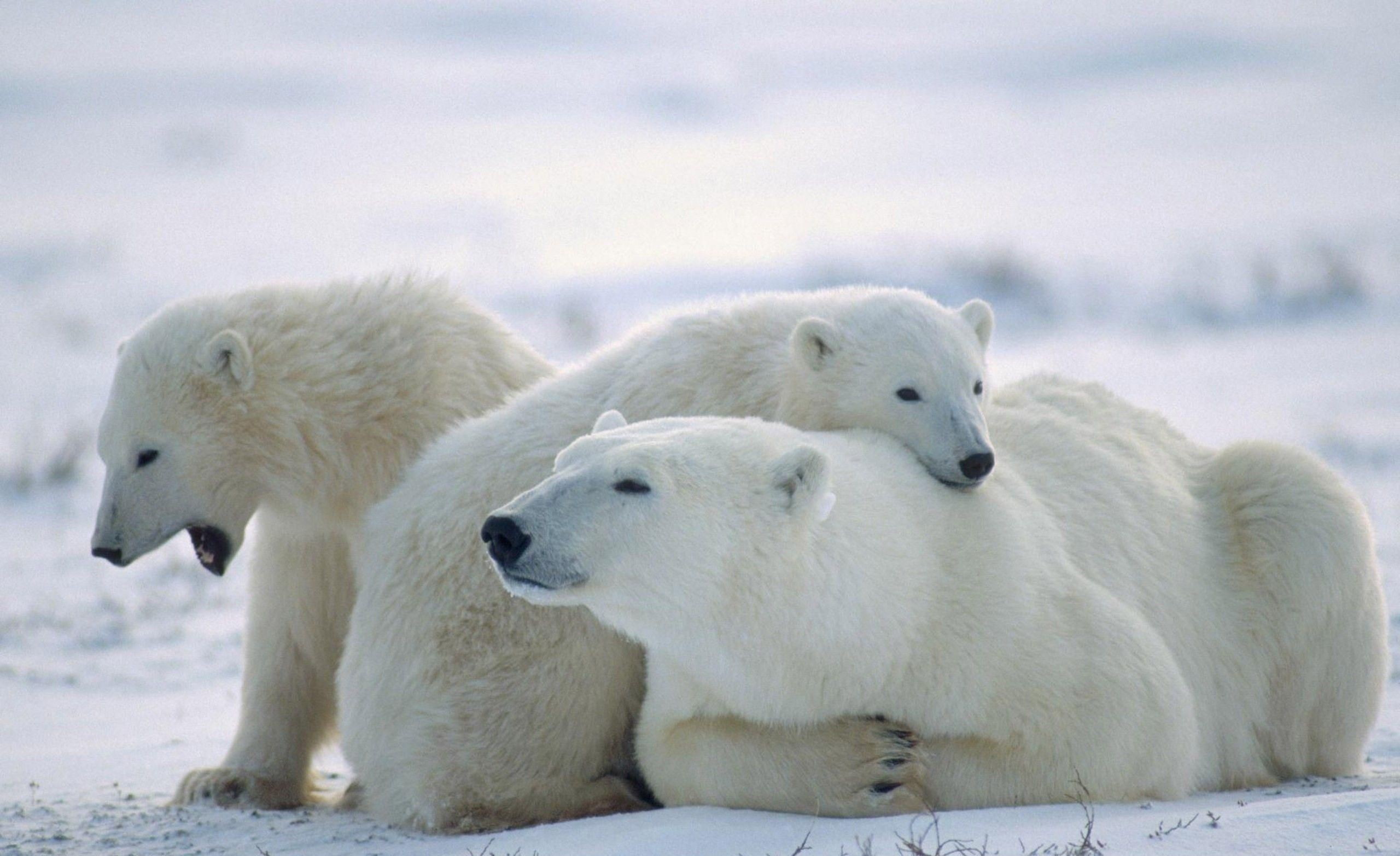 polar bears, animals, baby animals, snow, group of animals