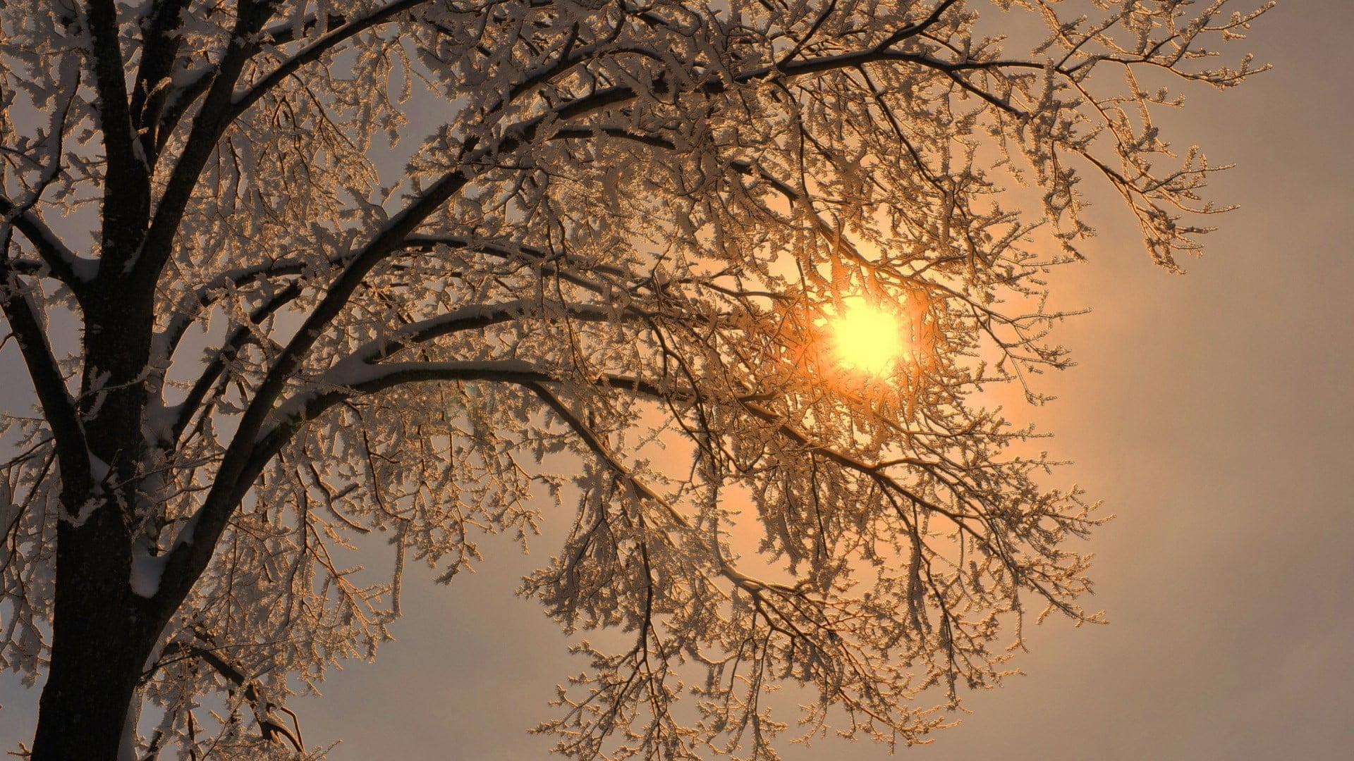 nature, trees, branch, winter, snow, frost, Sun, sky, plant