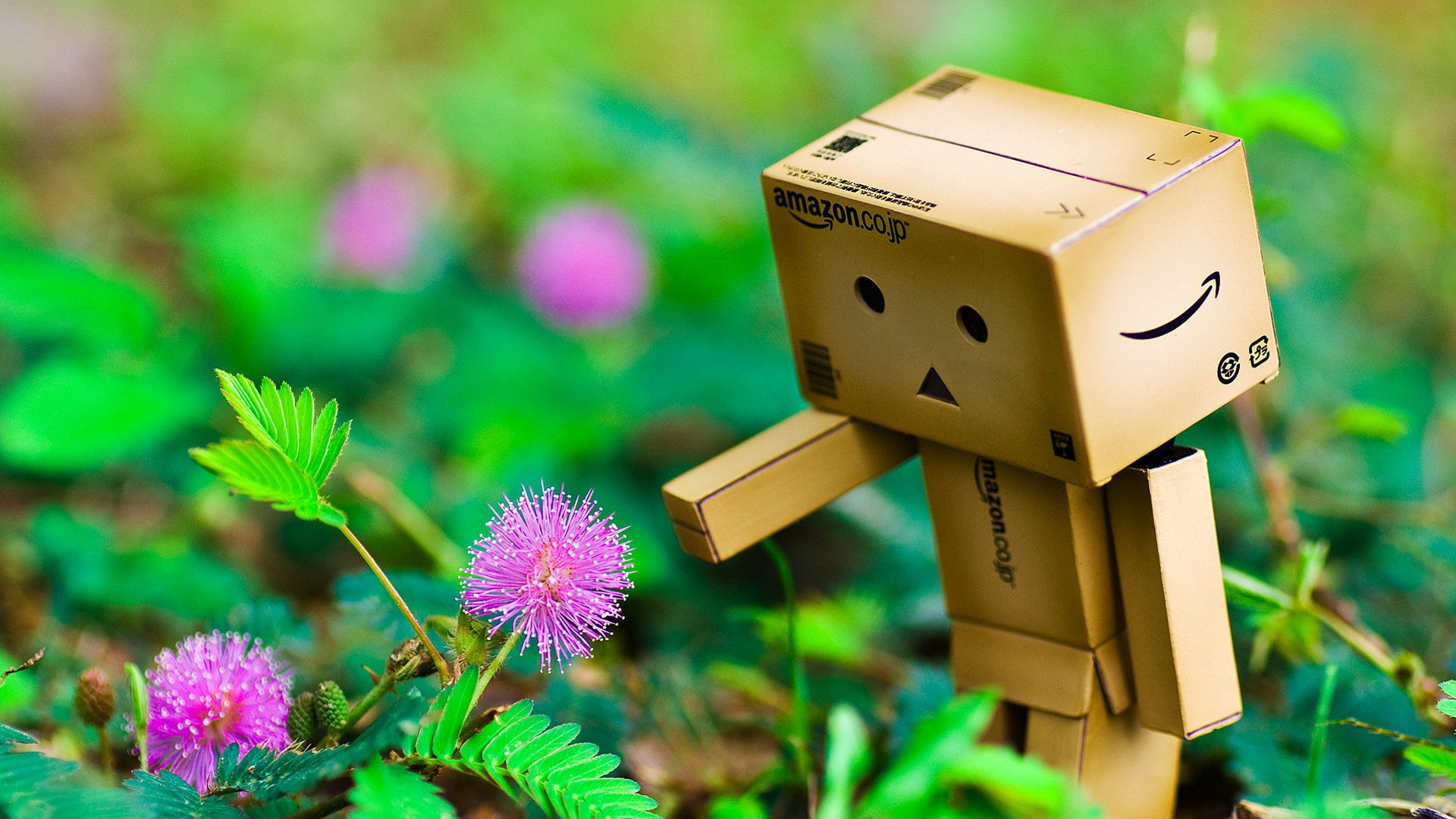 Misc, Danbo