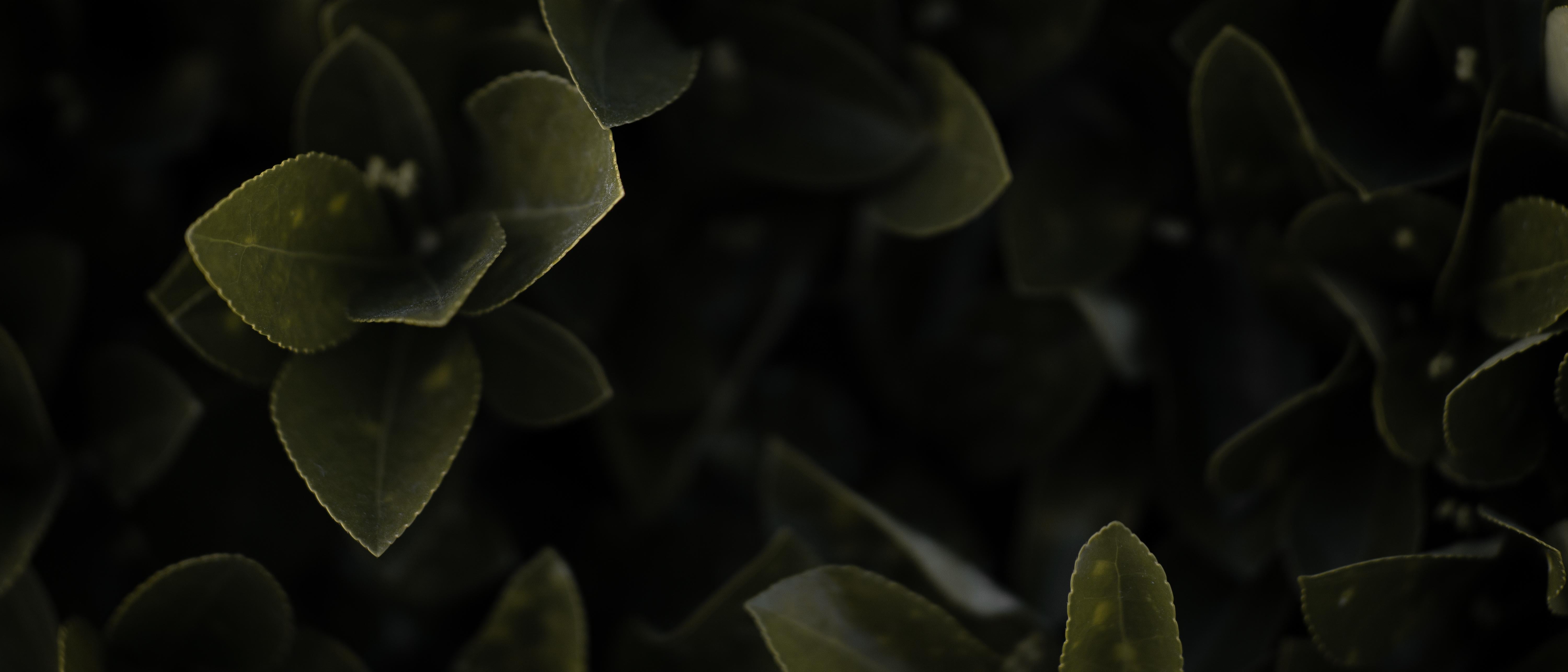 photography, ultrawide, ultra-wide, plants, shrubs