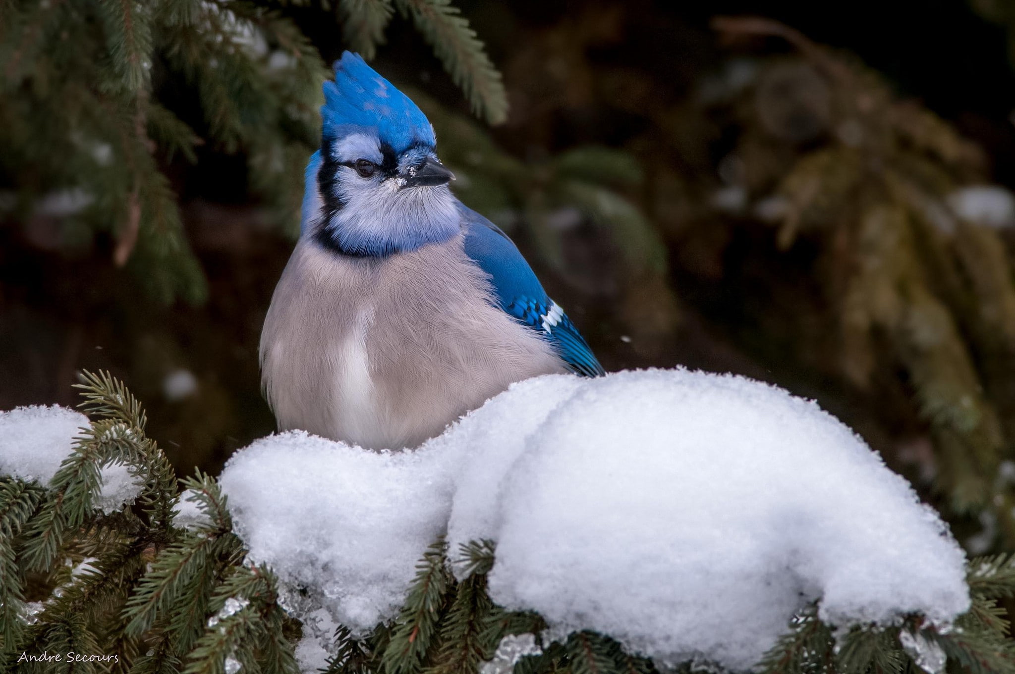 Blue jay, bird, snow