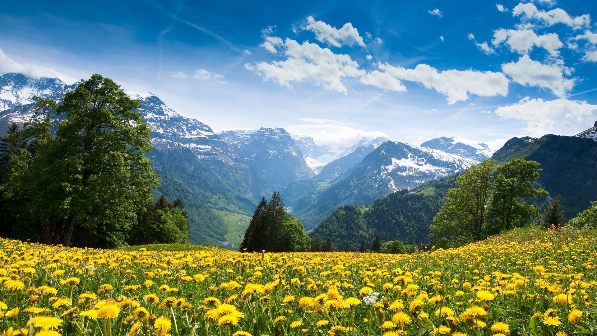 dandelion flower field, mountains, beauty in nature, plant, scenics - nature