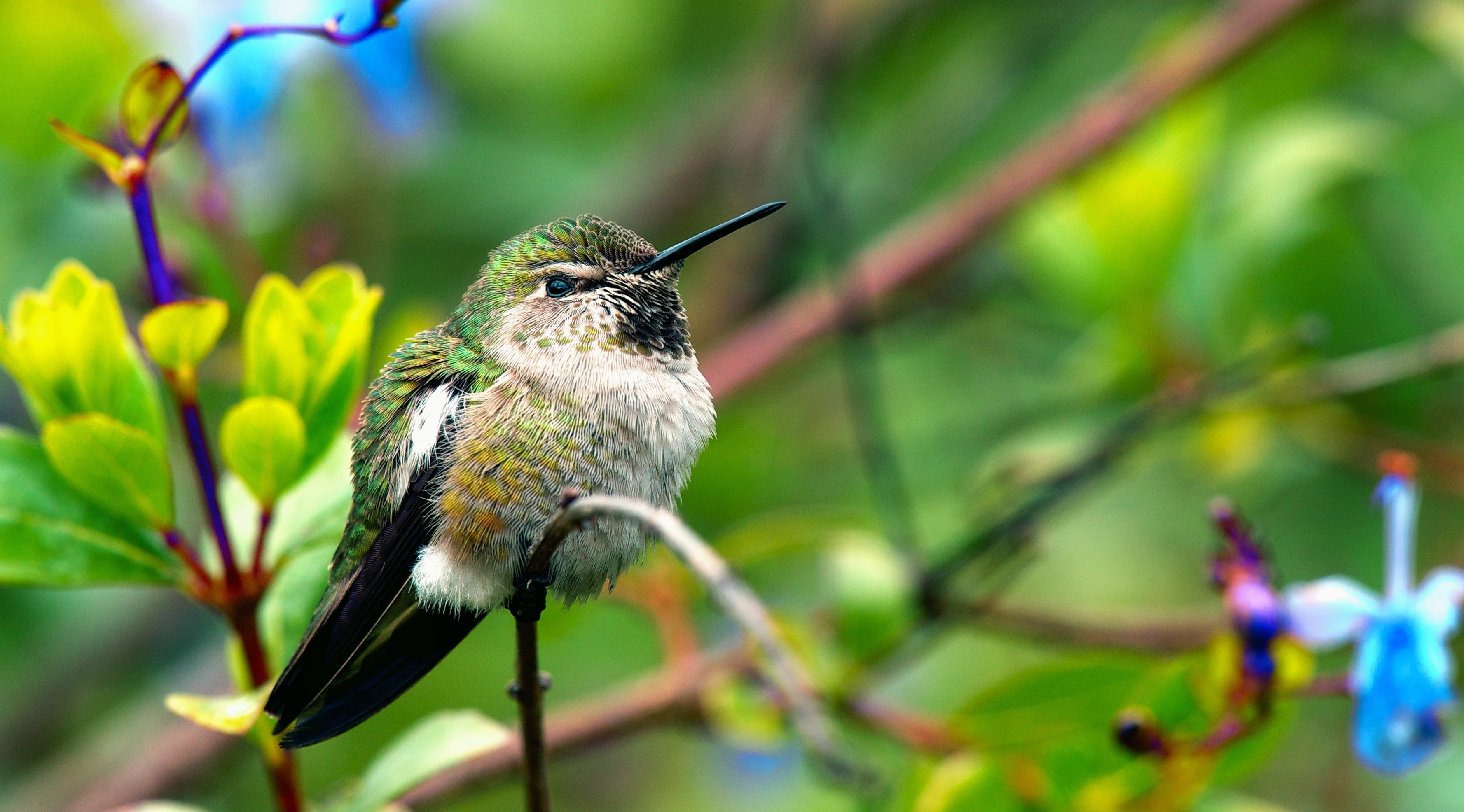 Fluffy Hummingbird, Animals, Birds, Nature, Small, Colors, Photography