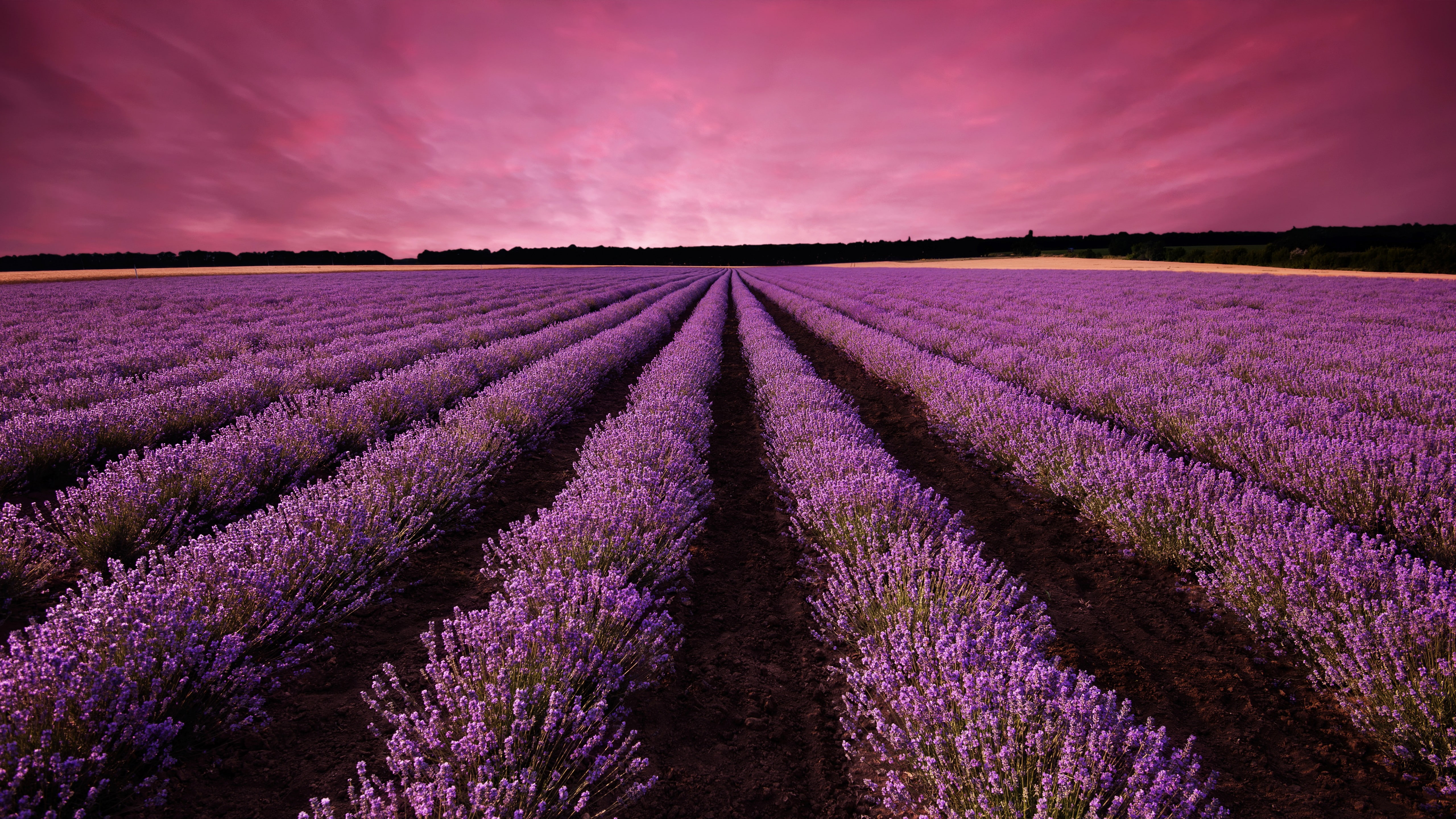 lavender, field, sky, mountain, Provence, France, Europe, 5k