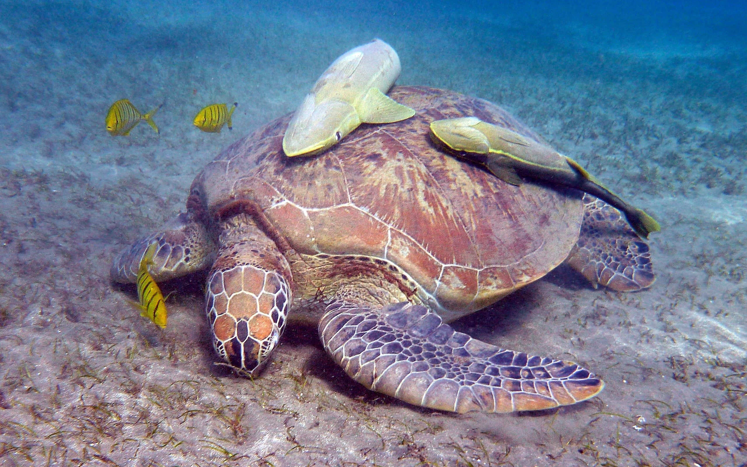 turtle
