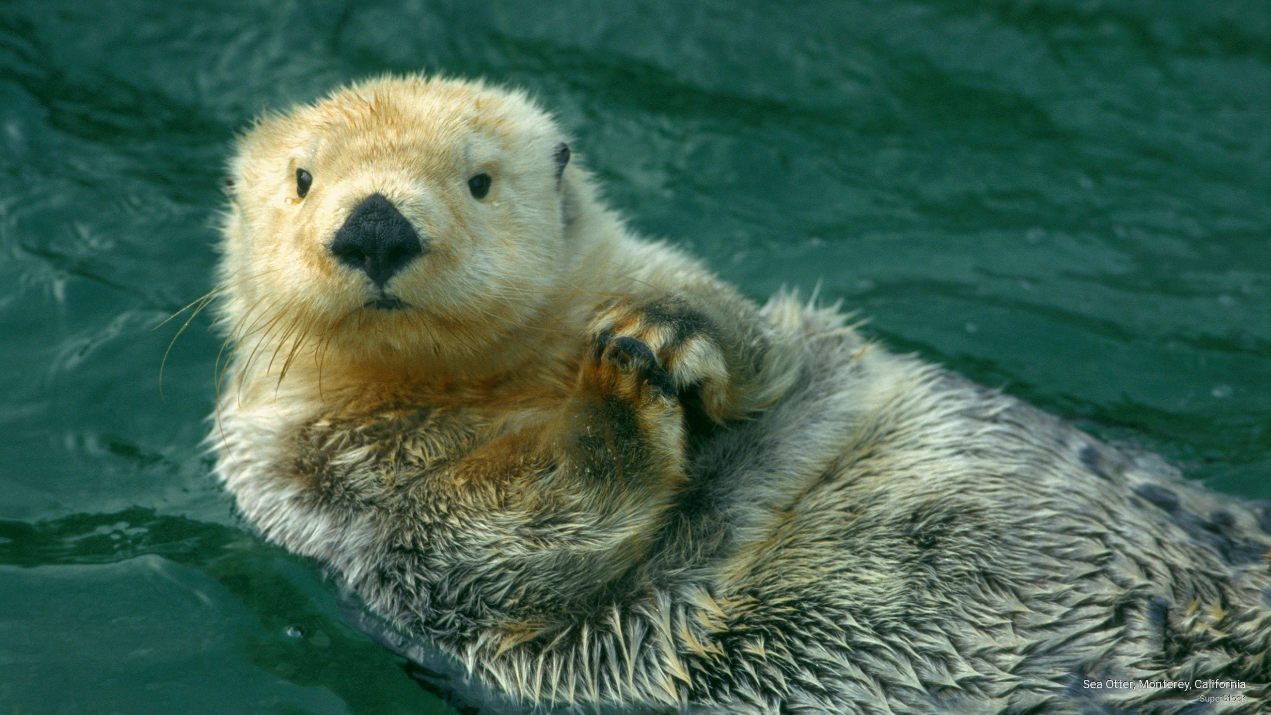 Sea Otter, Monterey, California, Animals