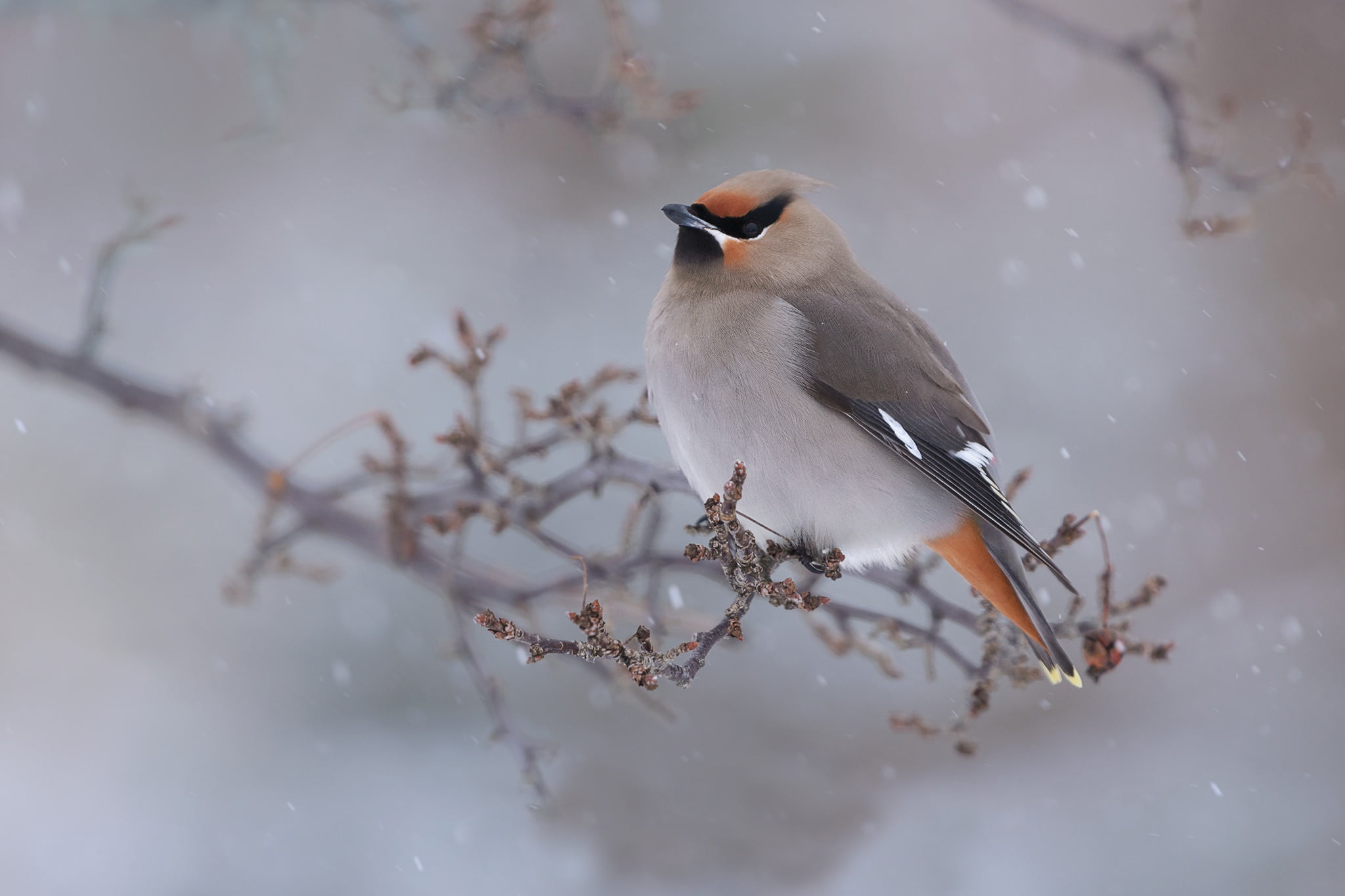 winter, bird, branch, the Waxwing