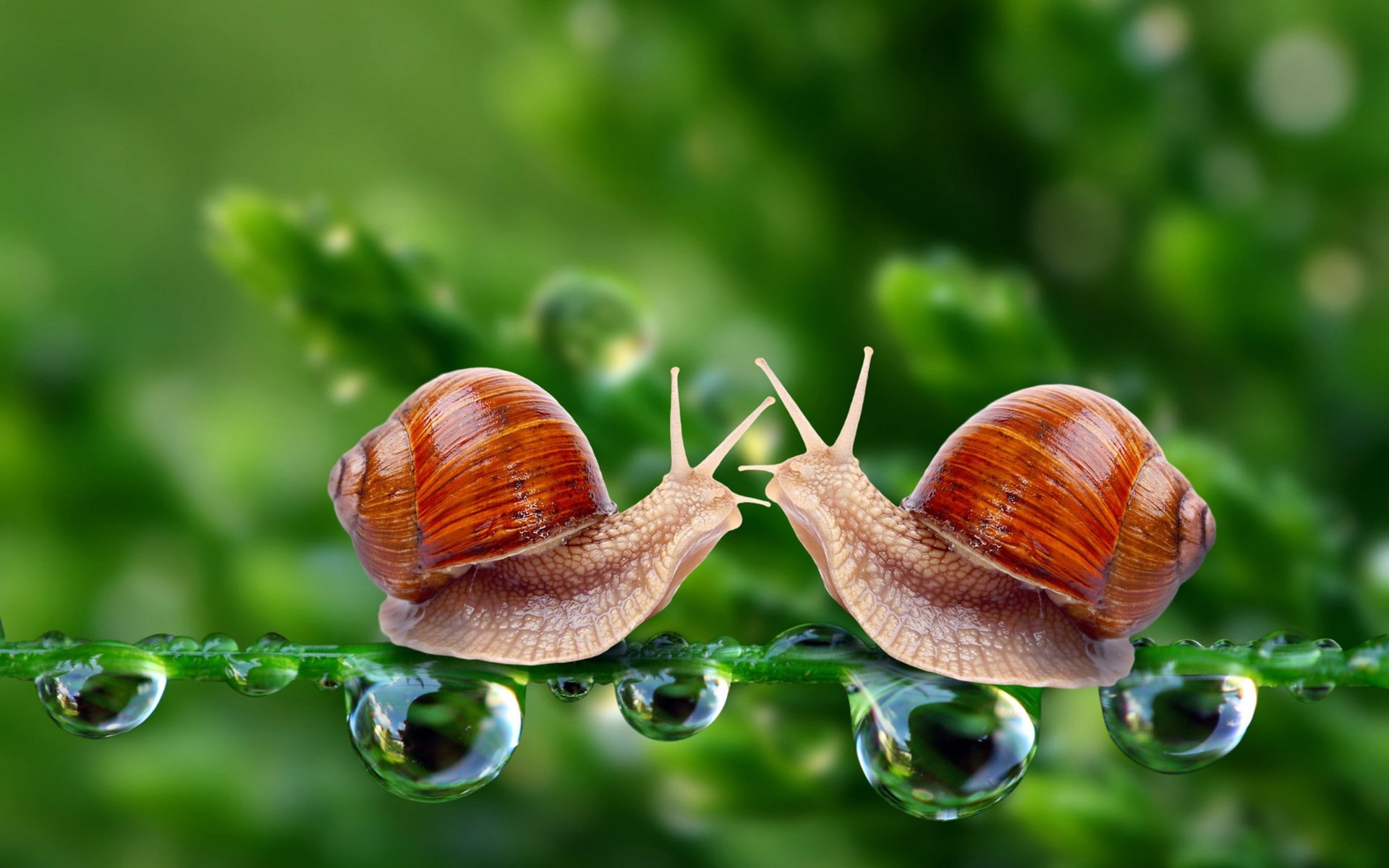drops, macro, meeting, snails