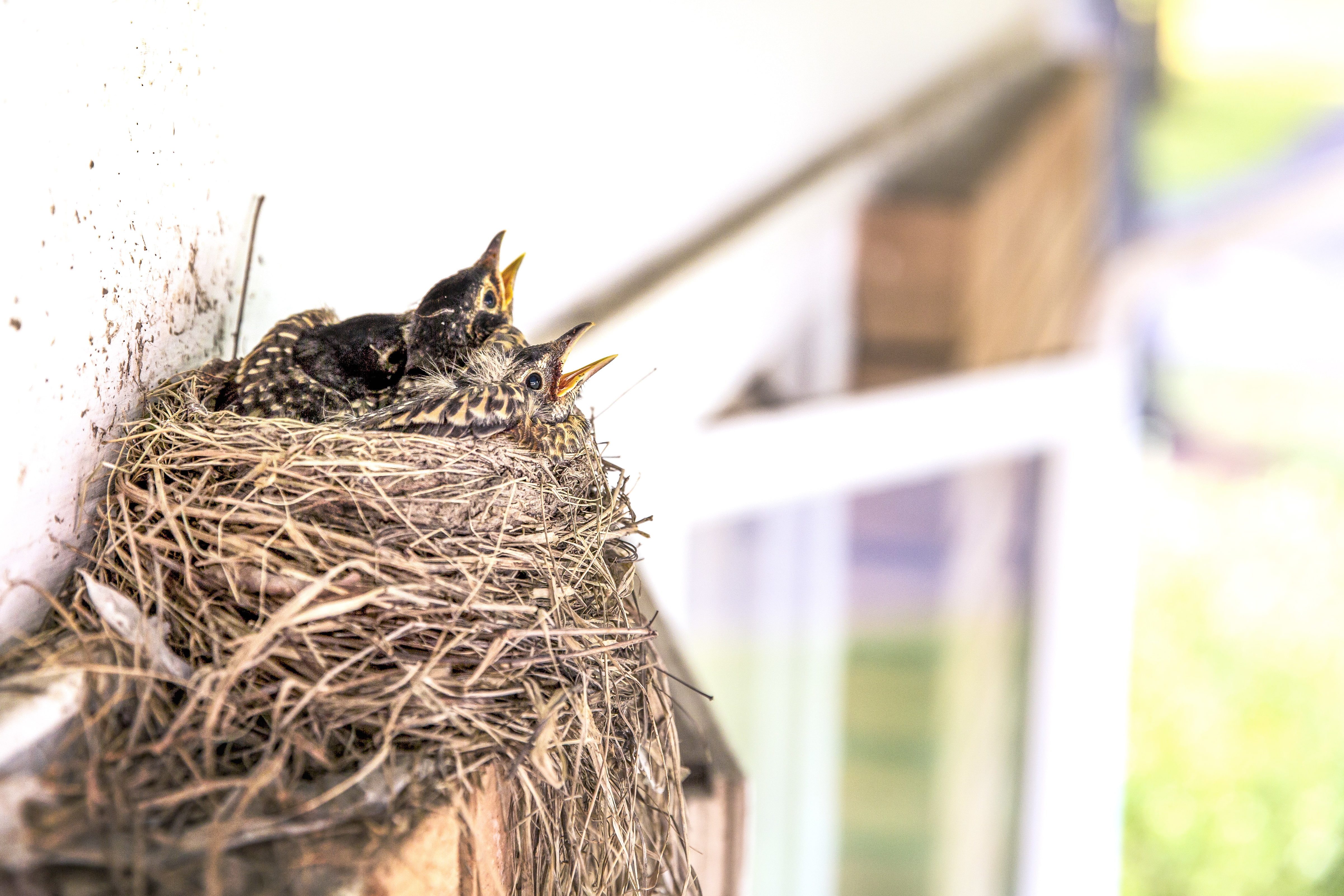 birds, socket, Chicks