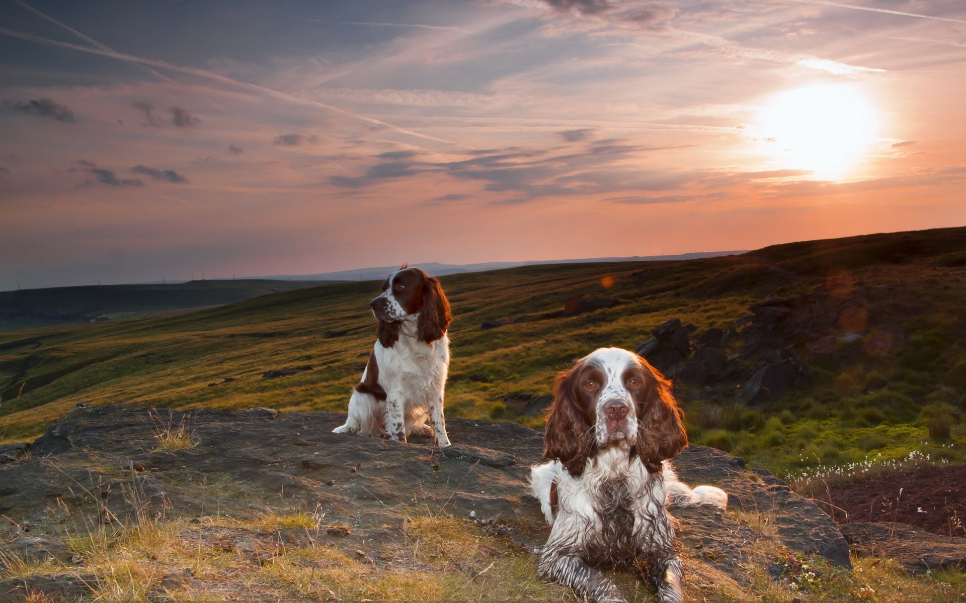 Dogs, English Springer Spaniel, Landscape