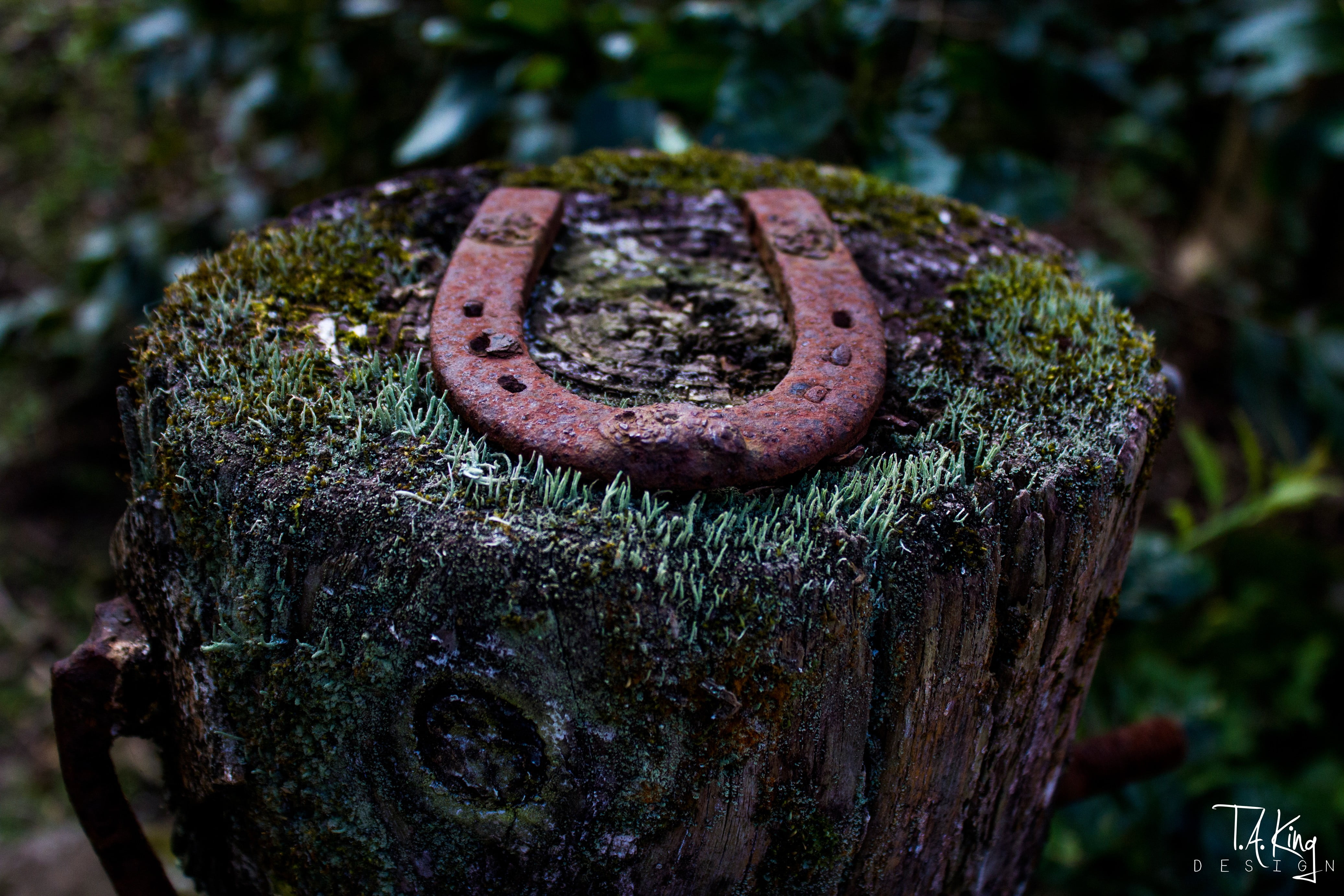 brown steel horseshoe, tree stump, lichen, wood, macro, depth of field