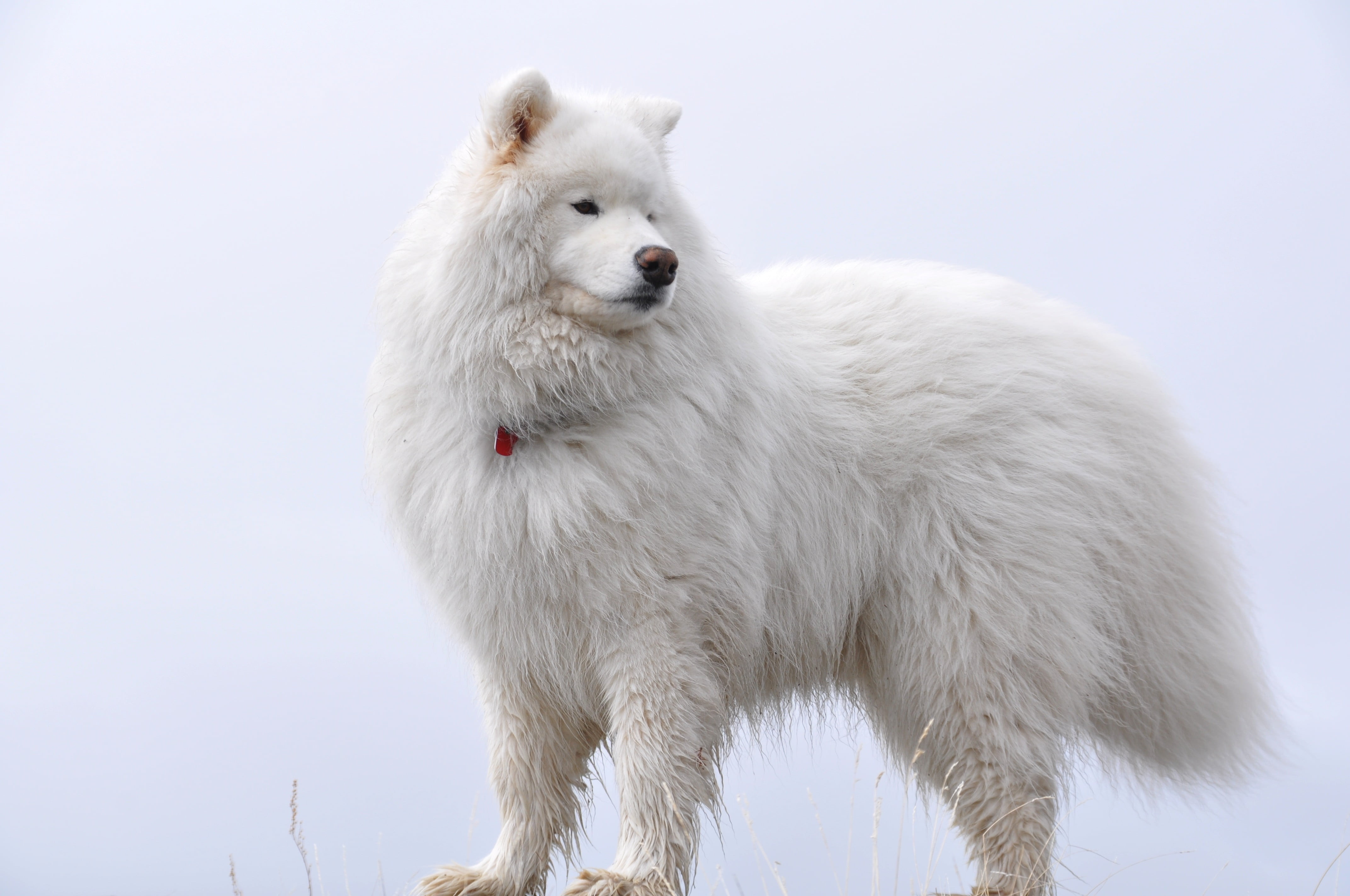 adult white Samoyed, fluffy, dog, animal, pets, mammal, cute