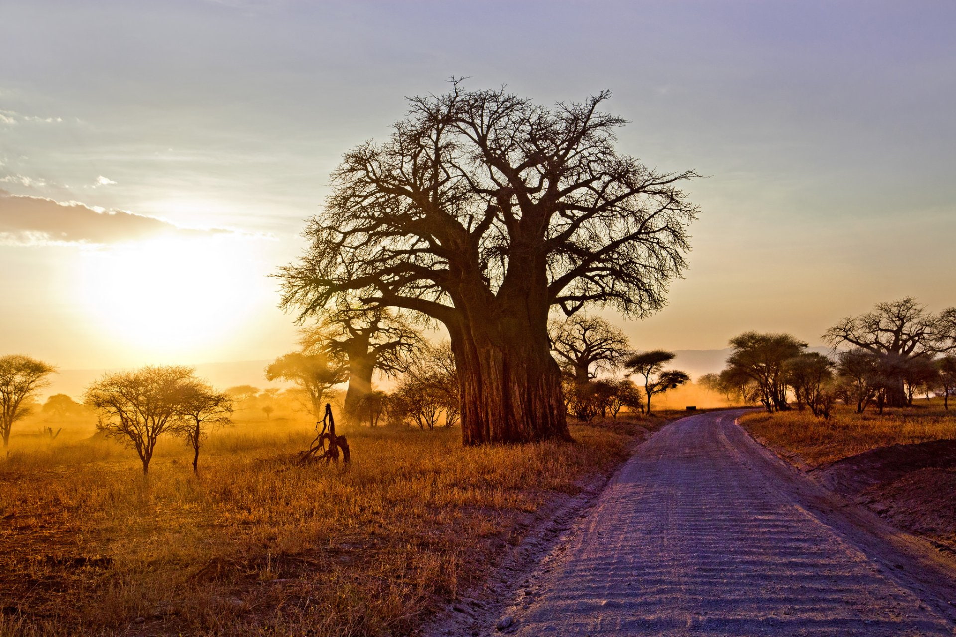 Trees, Baobab Tree, Africa, Landscape, Path, Savannah, Sunbeam