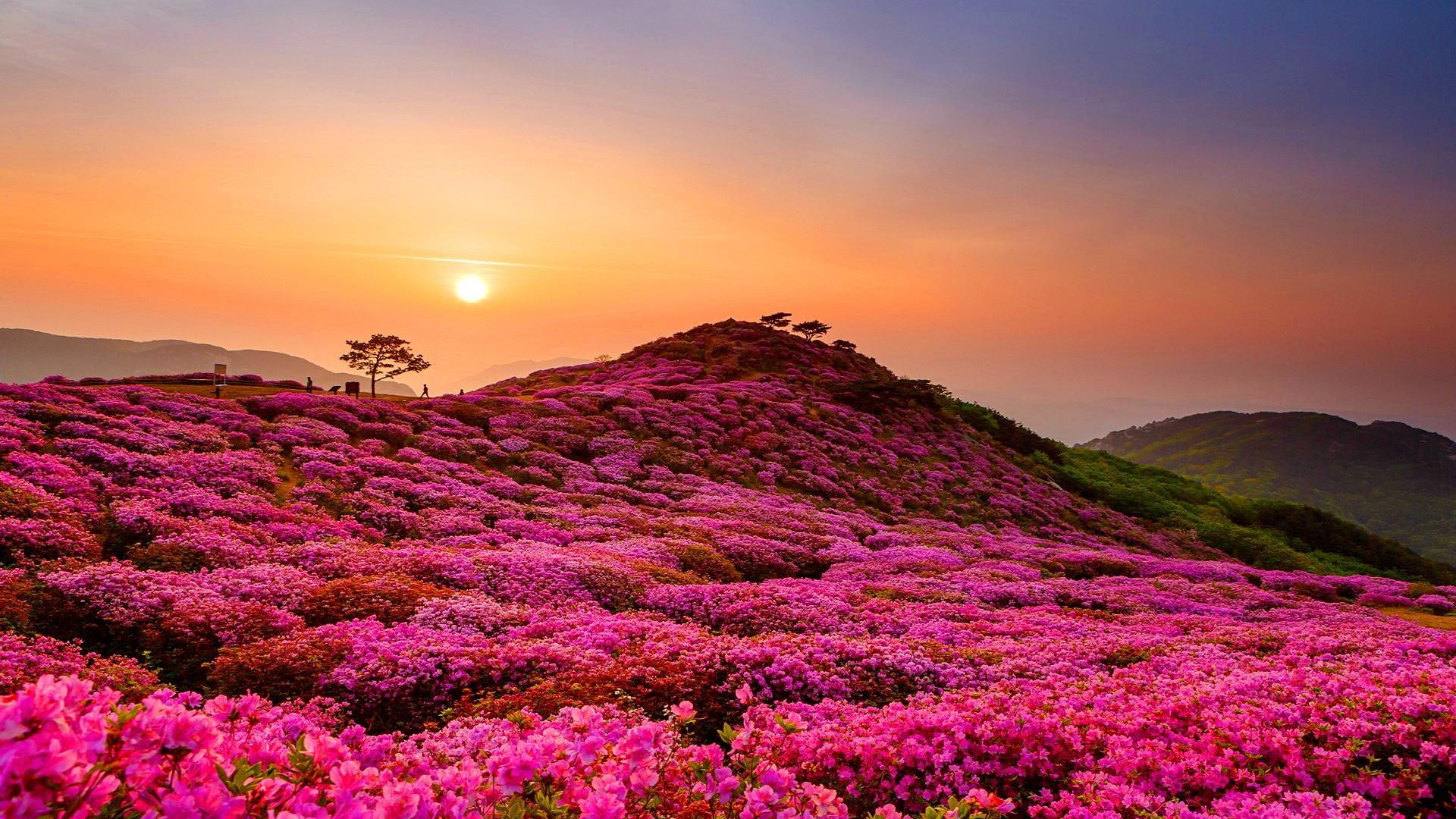 Free download HD wallpaper flower fields, landscape, hillside