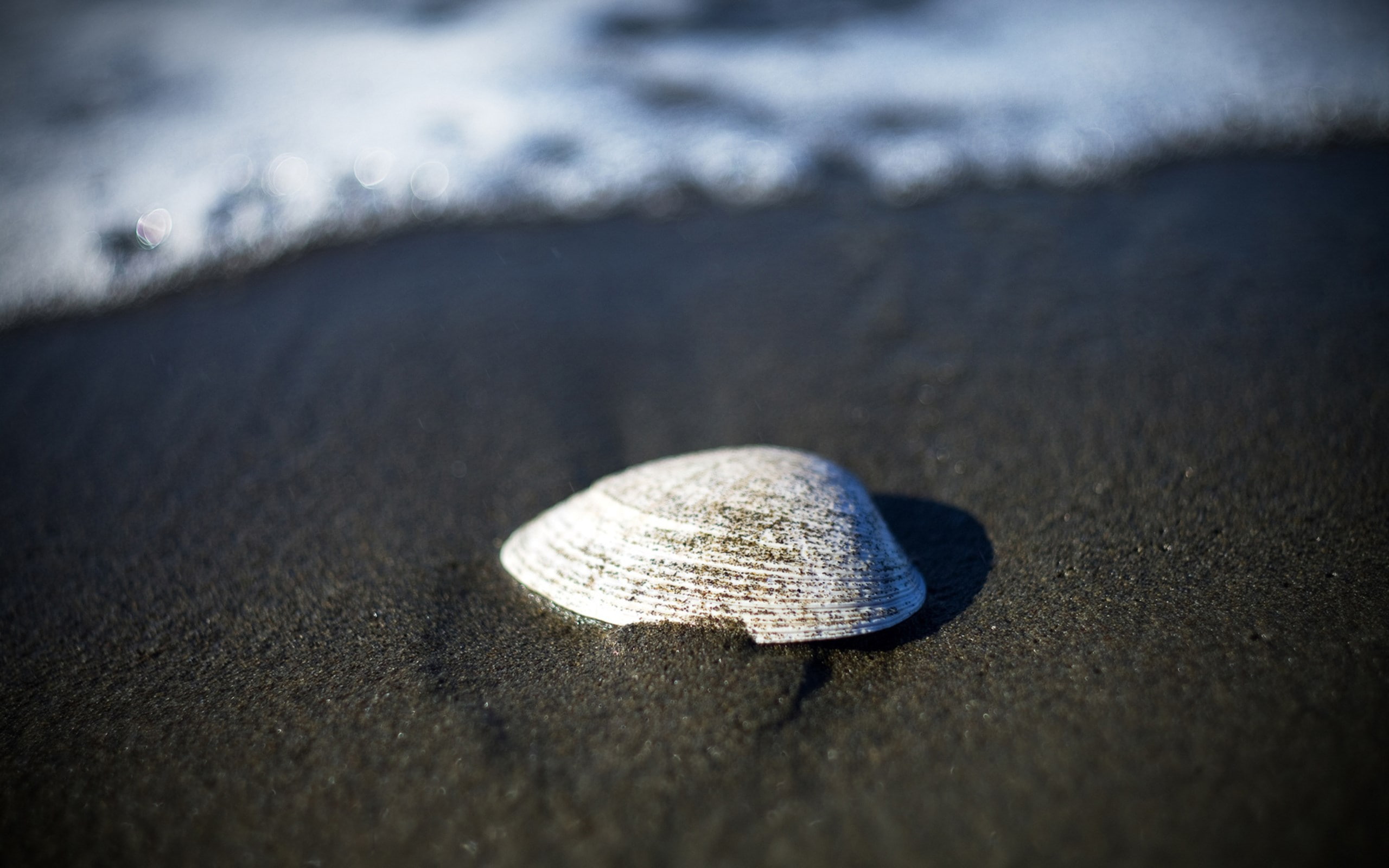 shell