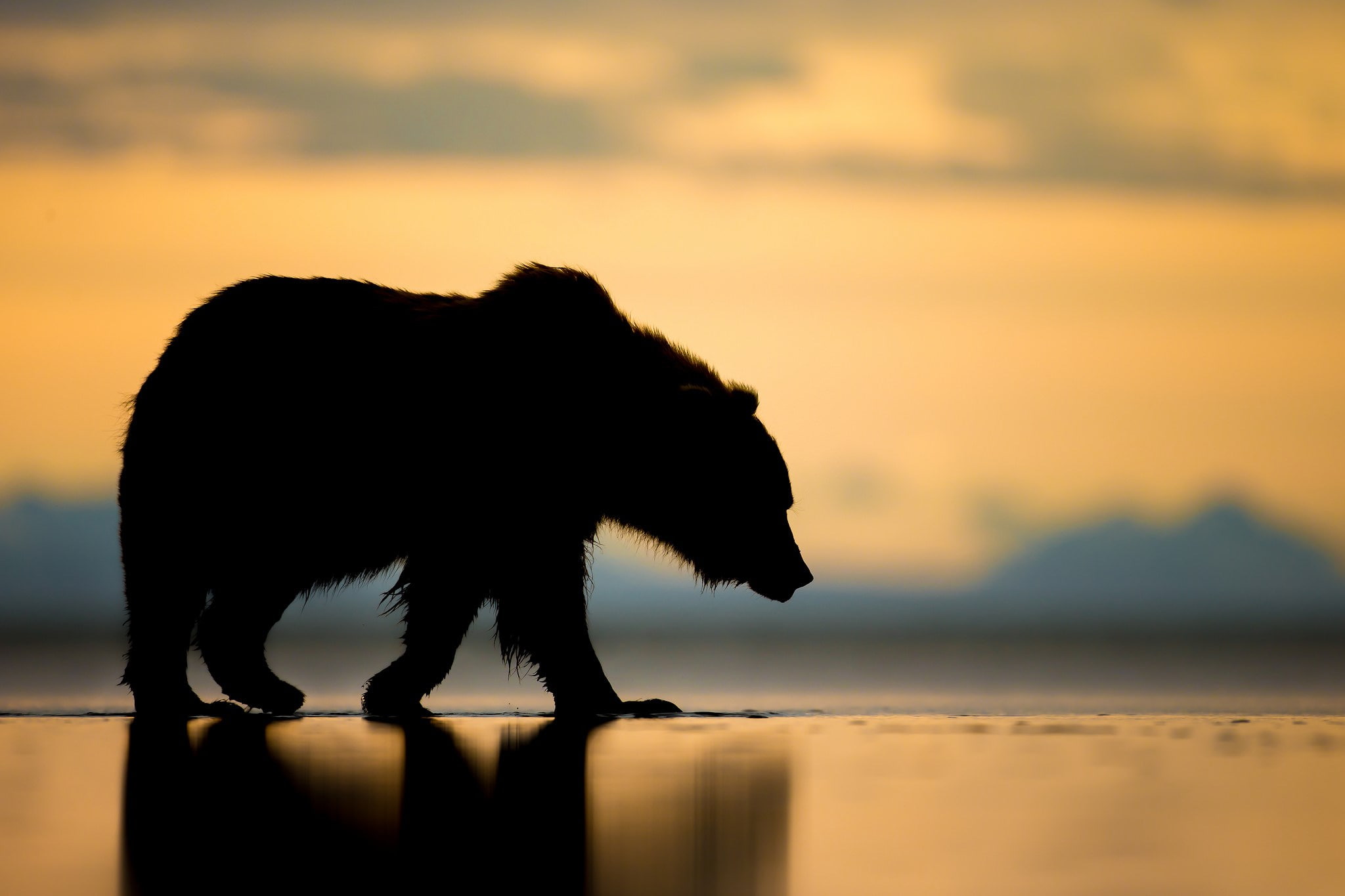 bear