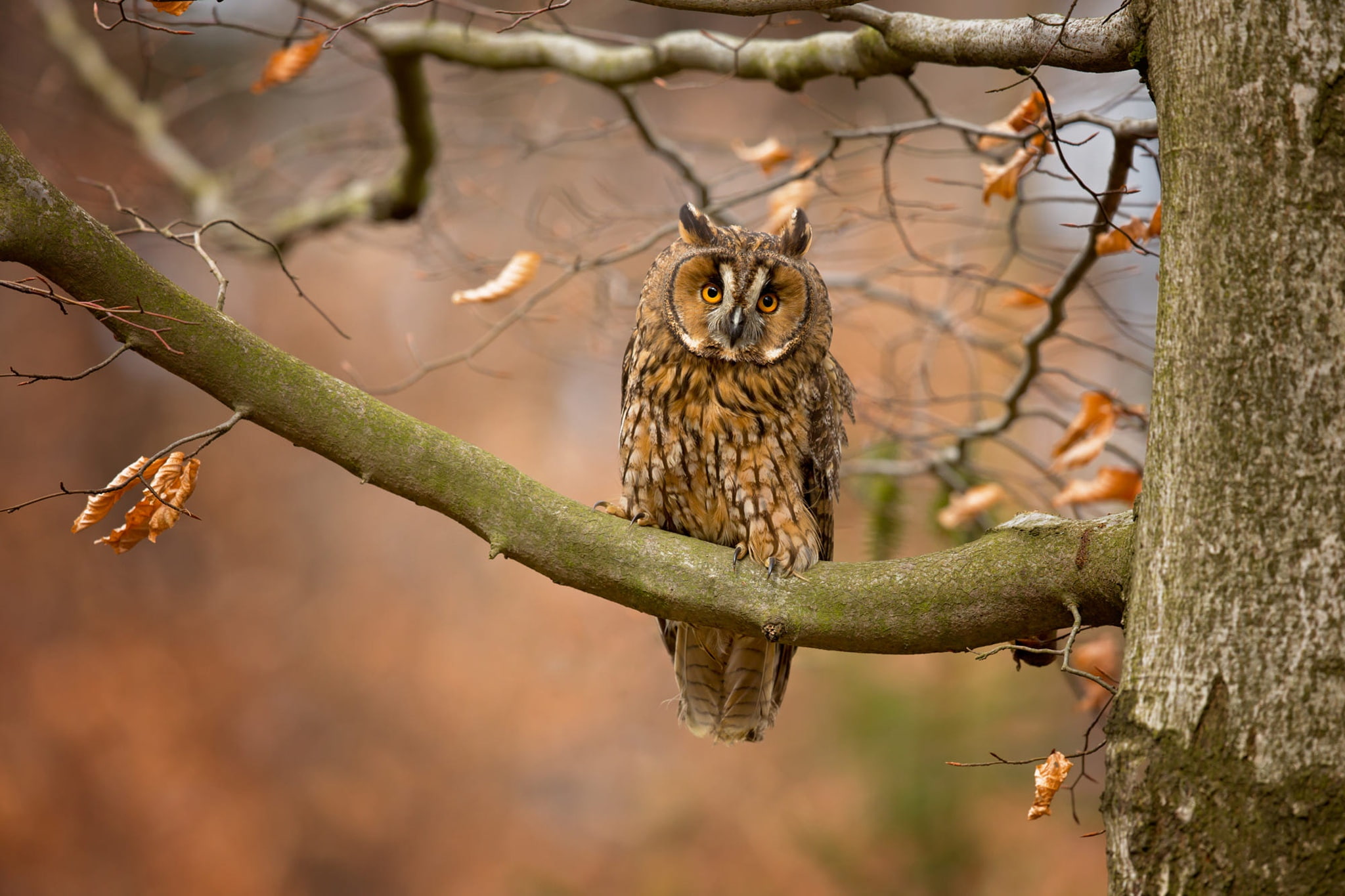 autumn, look, leaves, branches, nature, background, tree, owl