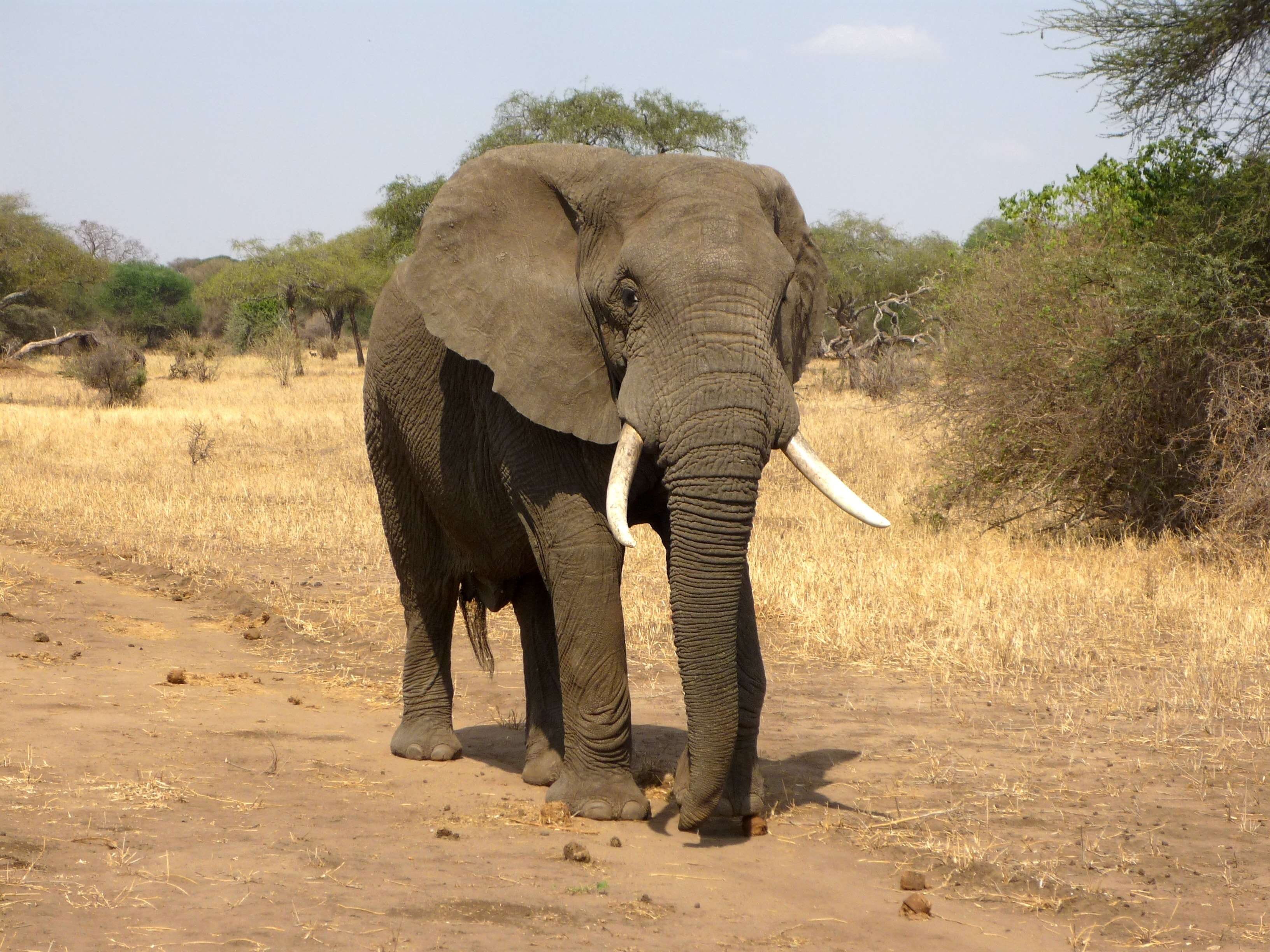 africa, african bush elephant, national park, royalty, safari