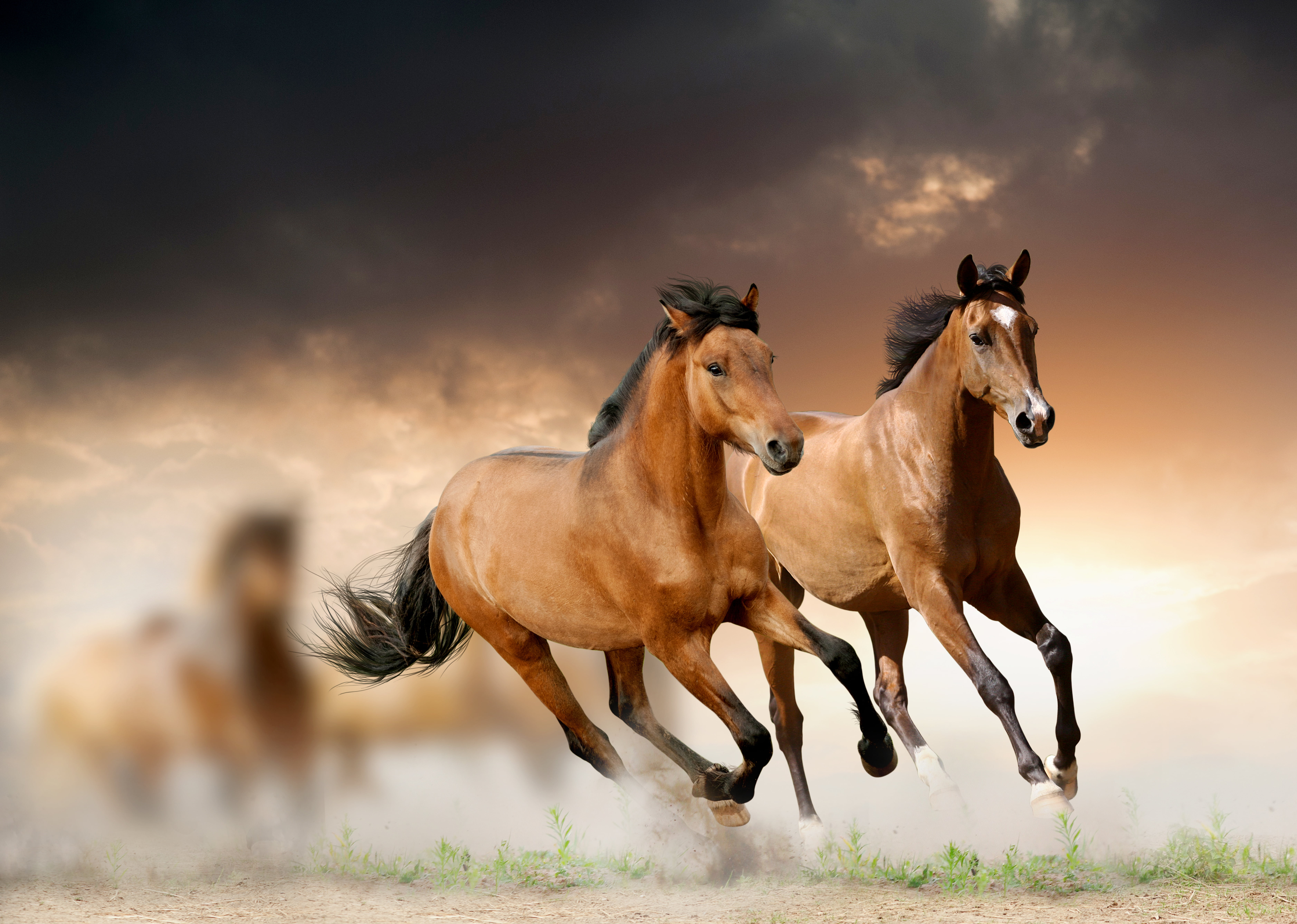 two brown horses, grass, clouds, running, animal, nature, outdoors