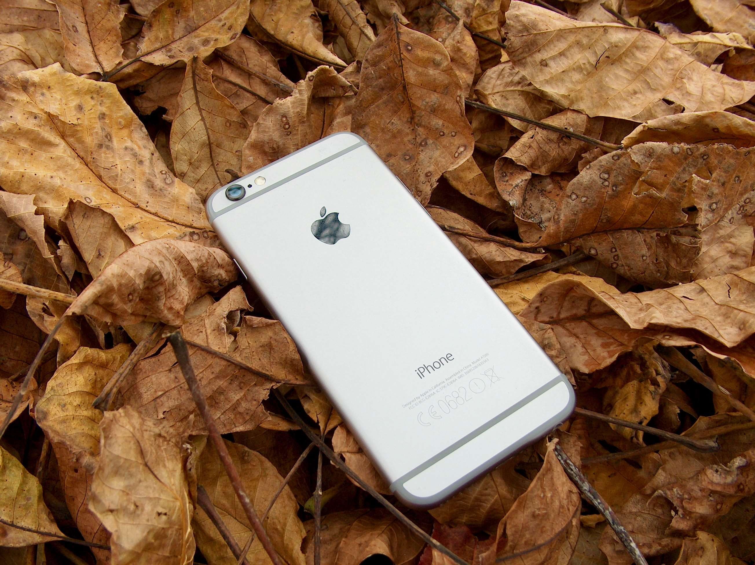 apple, autumn, color, iphone, iphone 6, nature, telephone, leaf