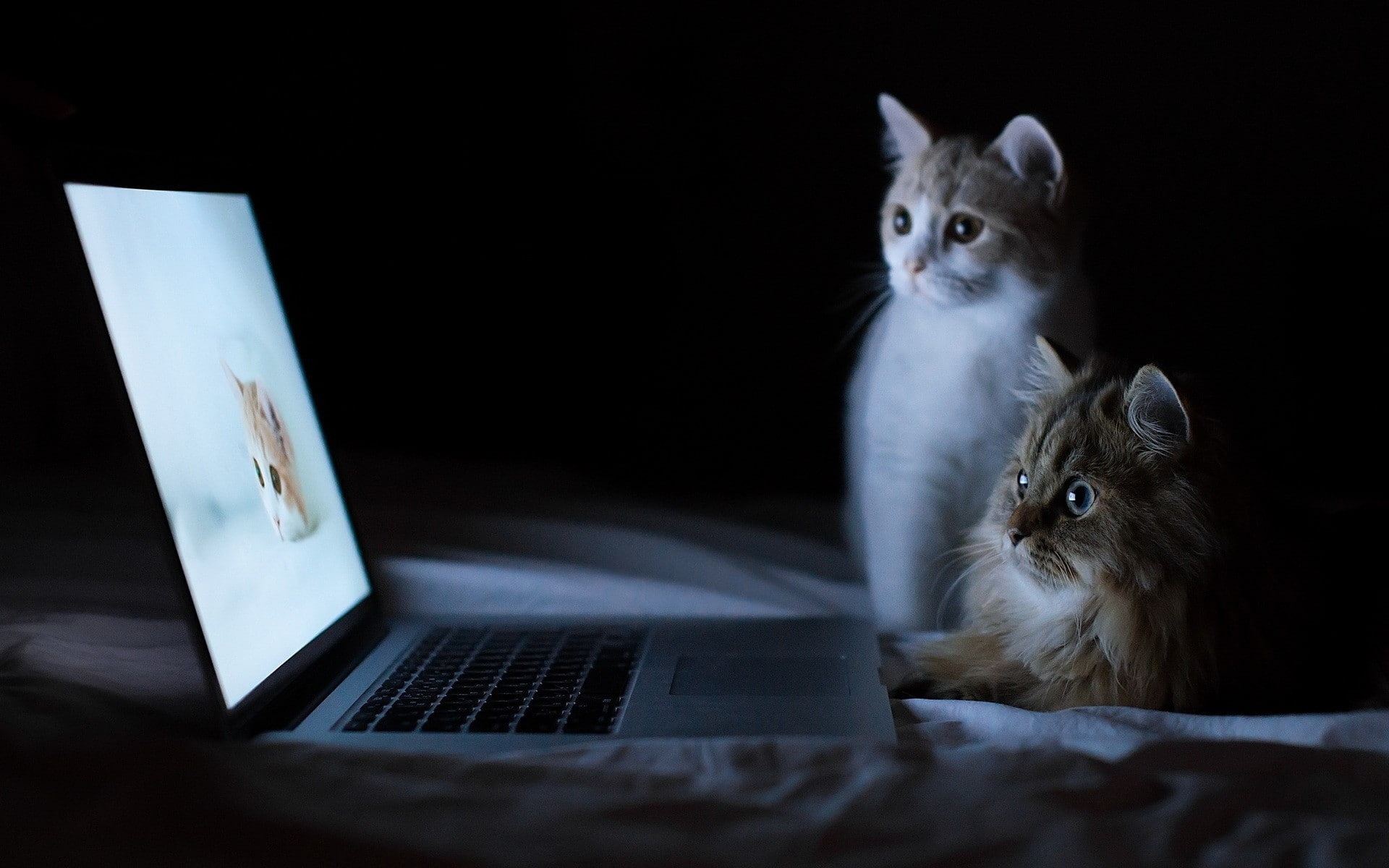 cat, laptop, feline