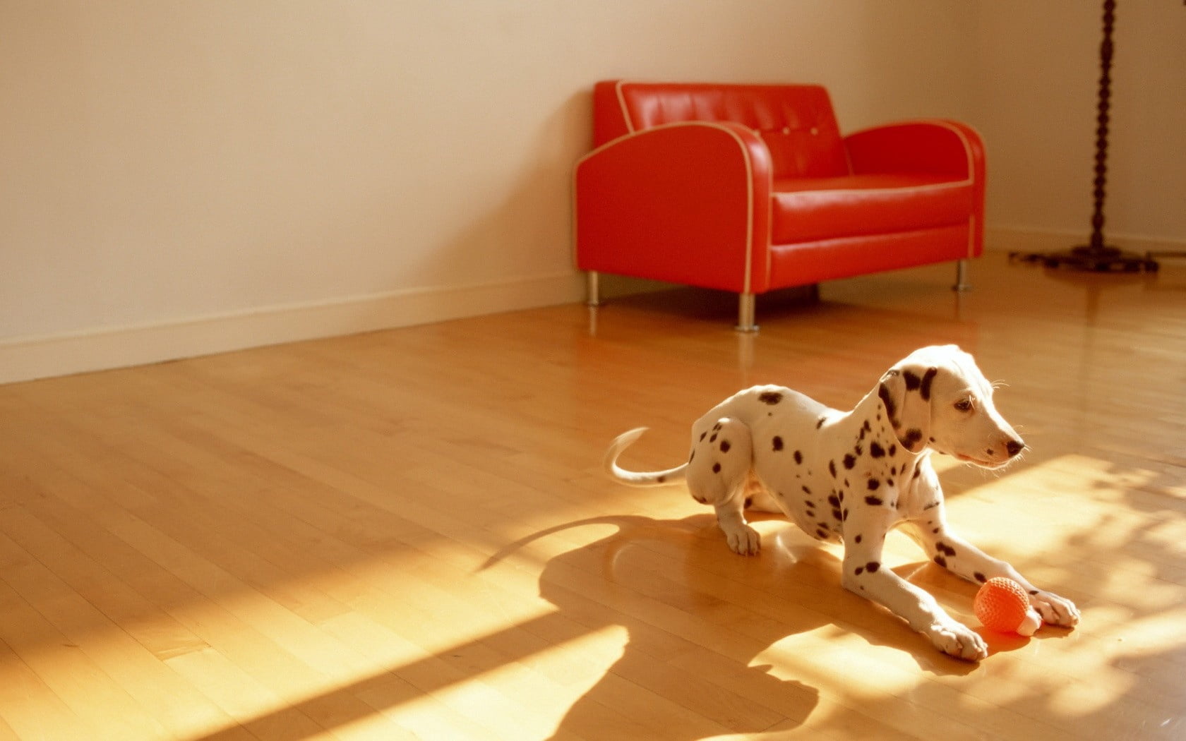 adult black and white Dalmatian, dog, room, floor, ball, toy