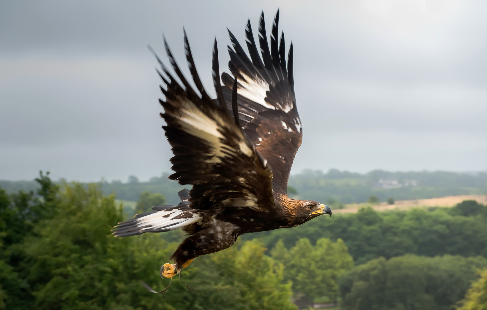 bird, flight, eagle