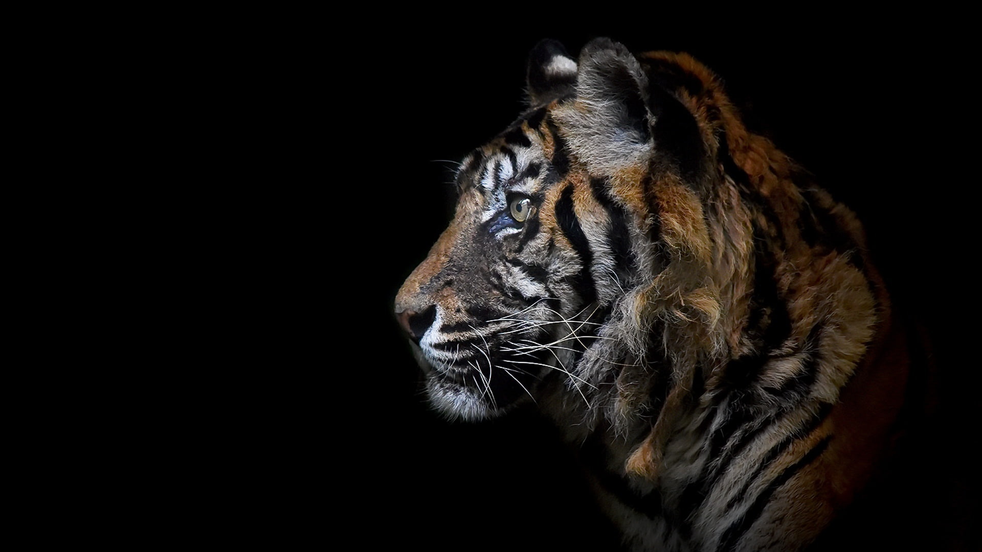tiger, background, beast