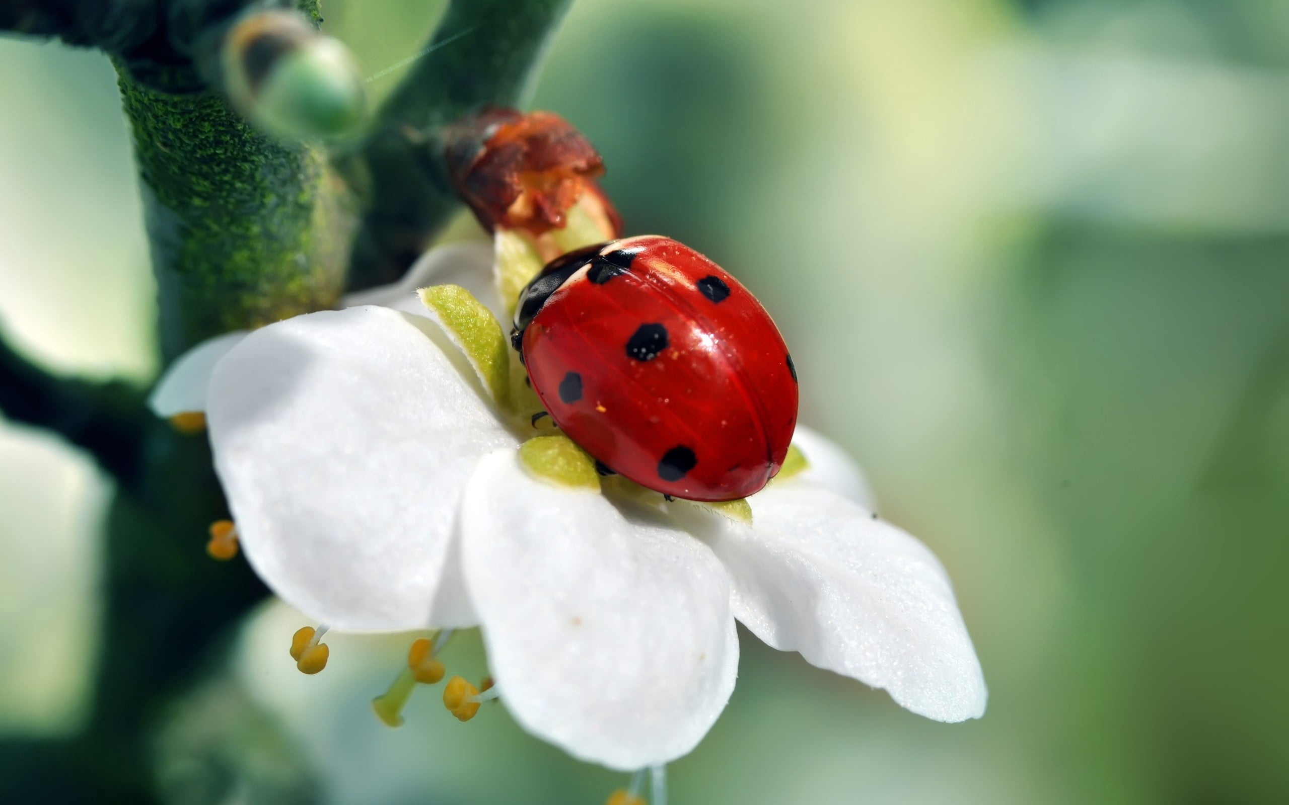 Free Download | HD Wallpaper: Red And Black Ladybug, Ladybird, Flower ...