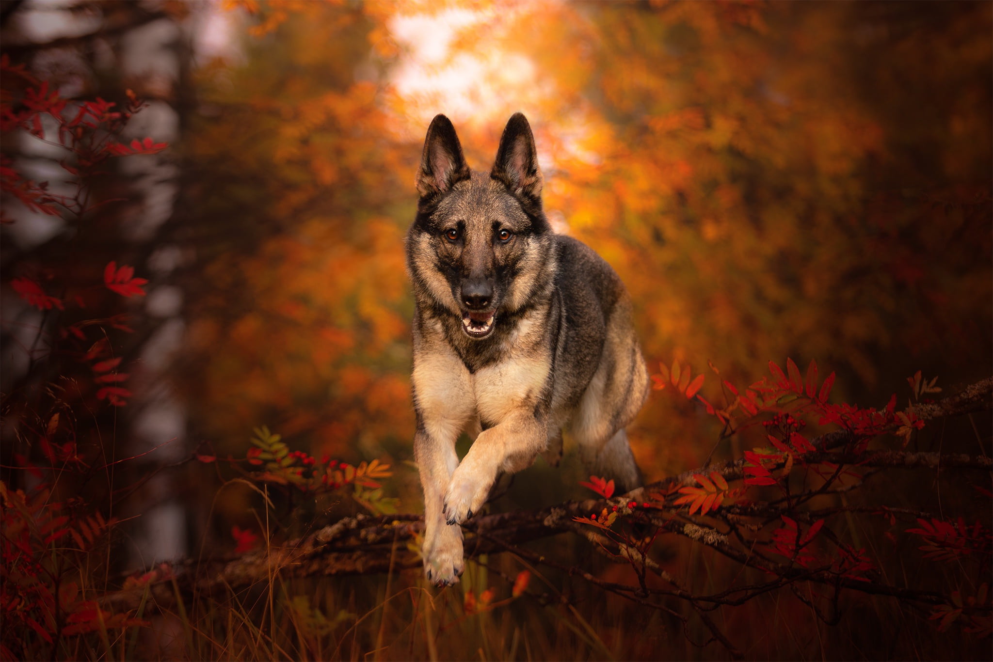 Dogs, German Shepherd, Fall, Pet