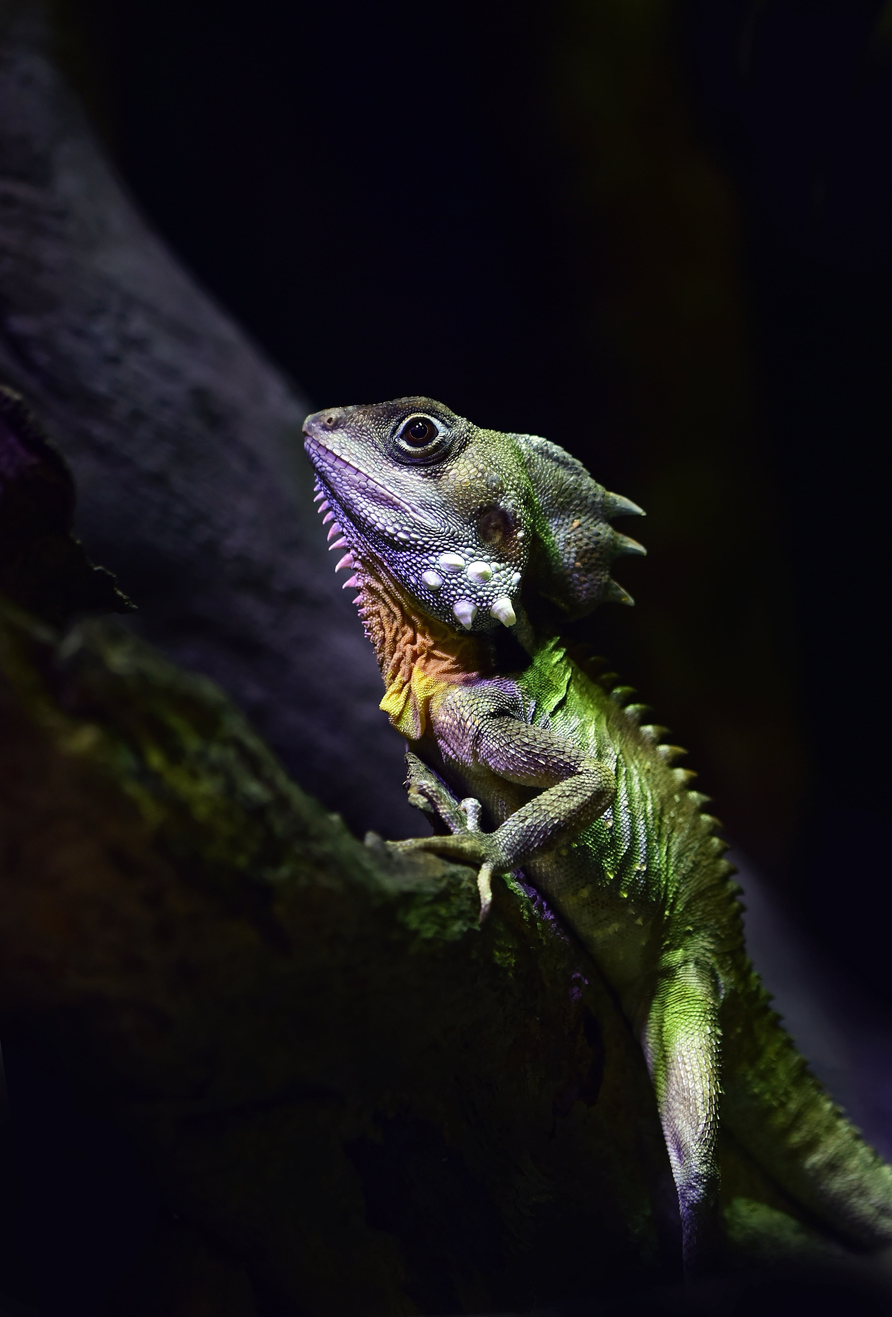green lizard, boyds forest dragon, reptile, animal, wildlife