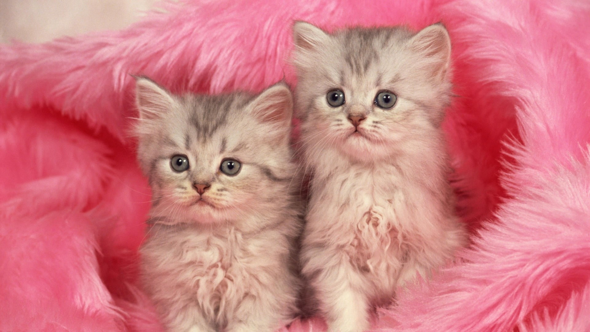 two beige tabby kittens, couple, fur, furry, domestic Cat, pets